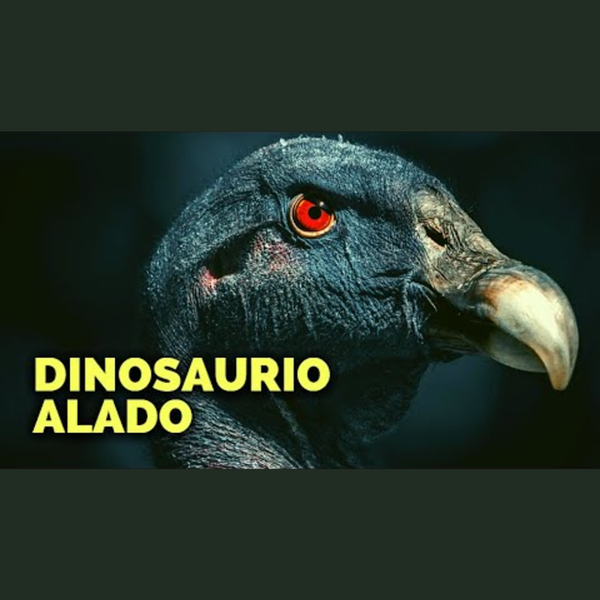 Animalogic En Español