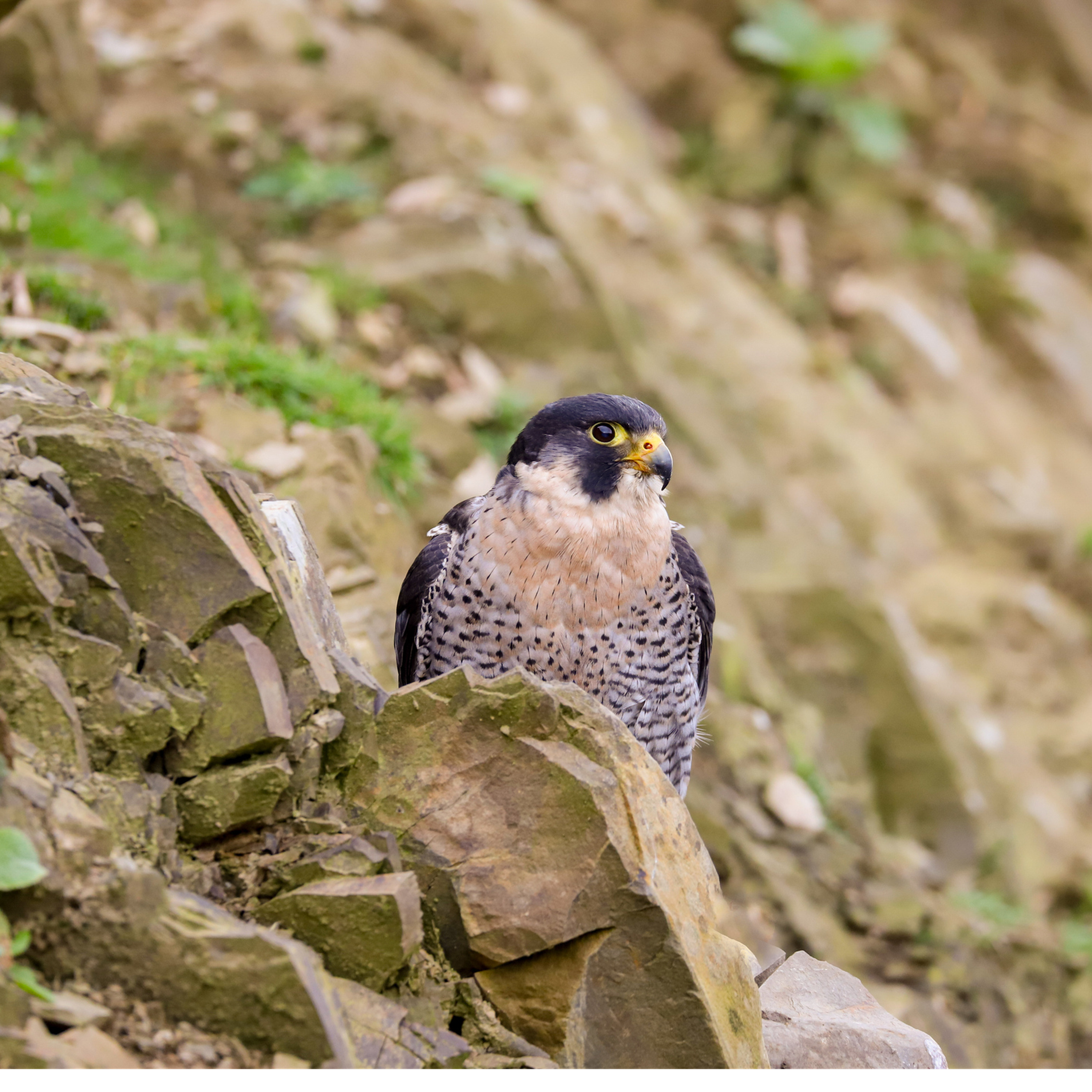 Sound Escape 9: peregrines calling from crags in the Brecon Beacons