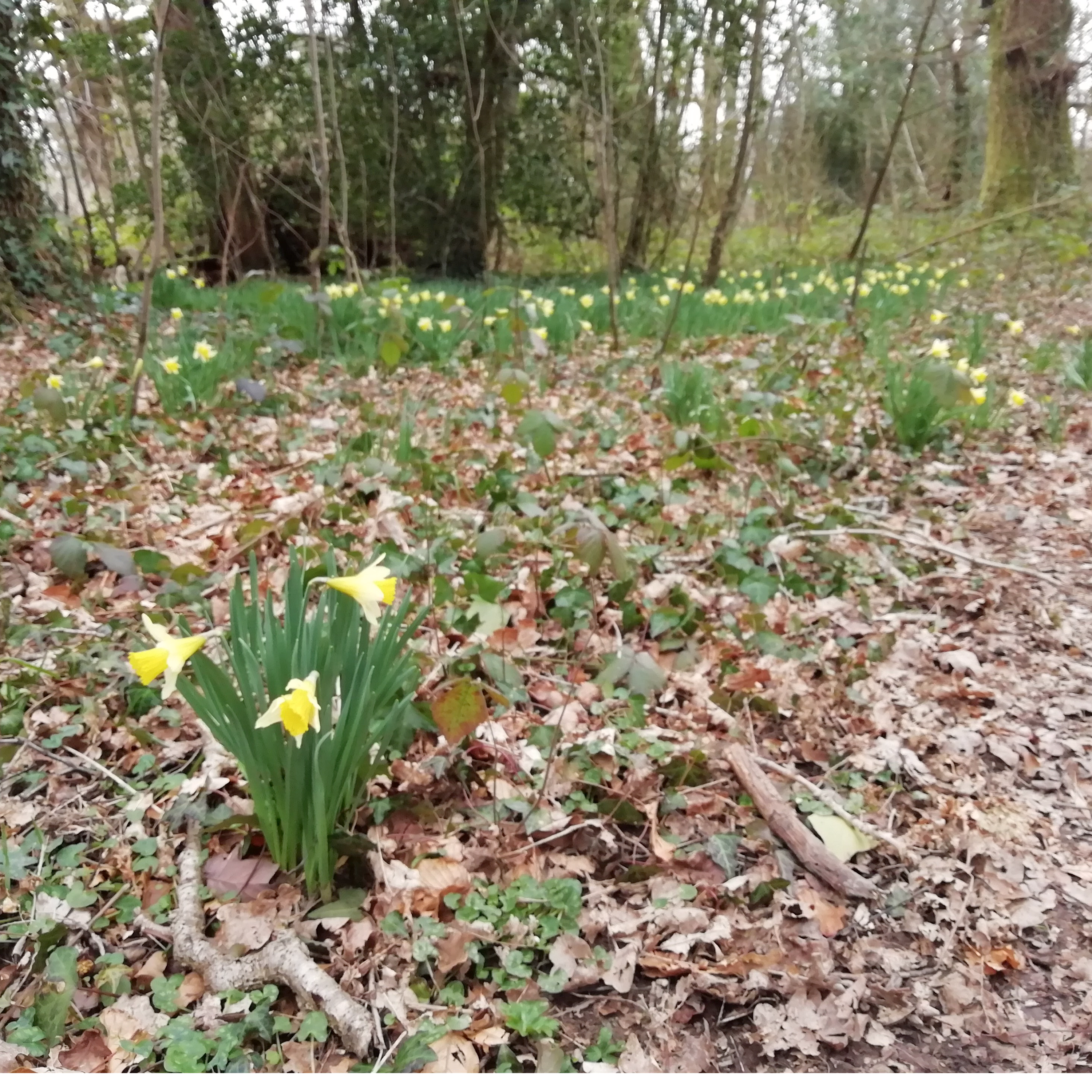 Sound Escape 7: a mistle thrush and friends greet a crisp March morning in a Gwent woodland