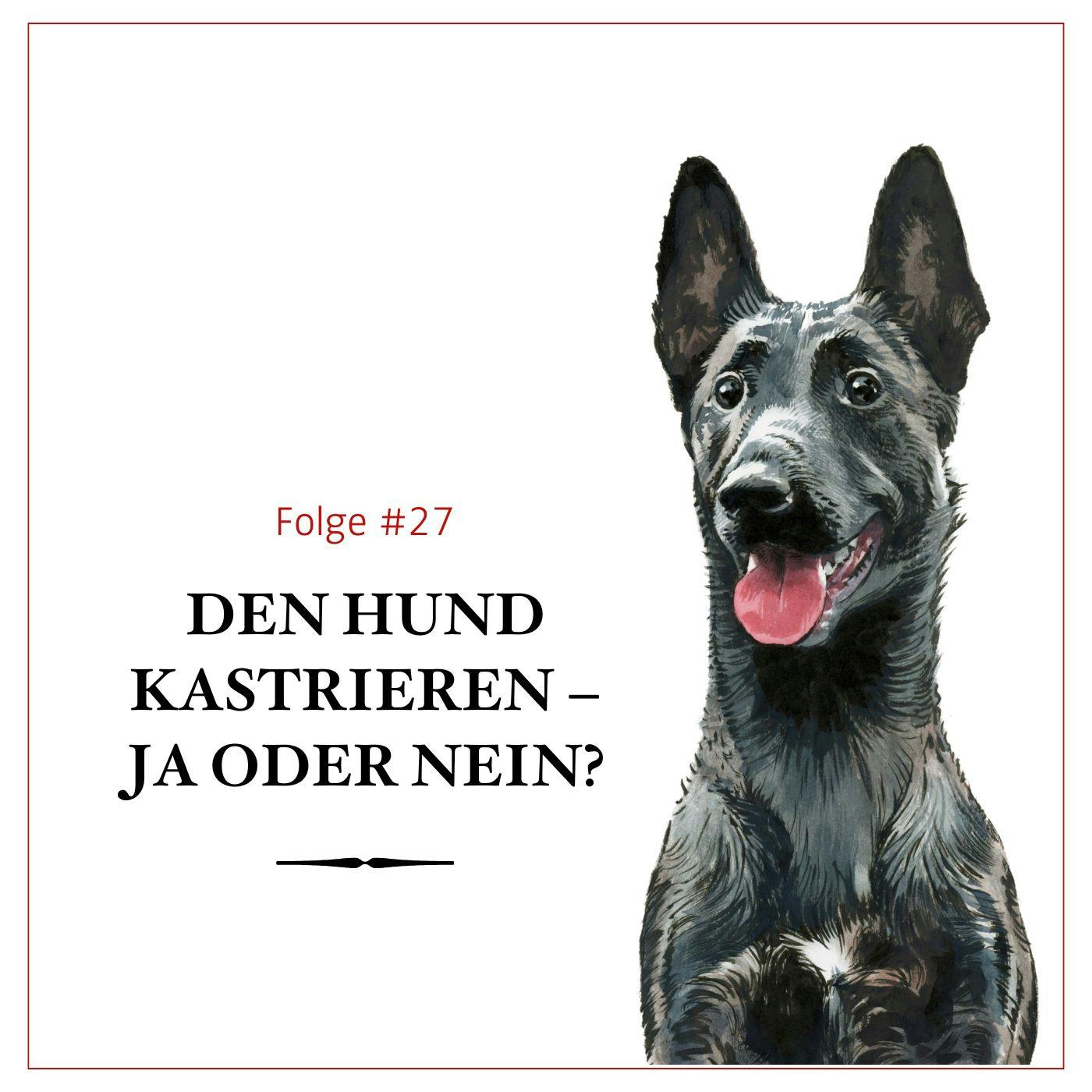 Den Hund kastrieren: Ja oder Nein? – #27 Den Hund kastrieren: Ja oder Nein? – #27
