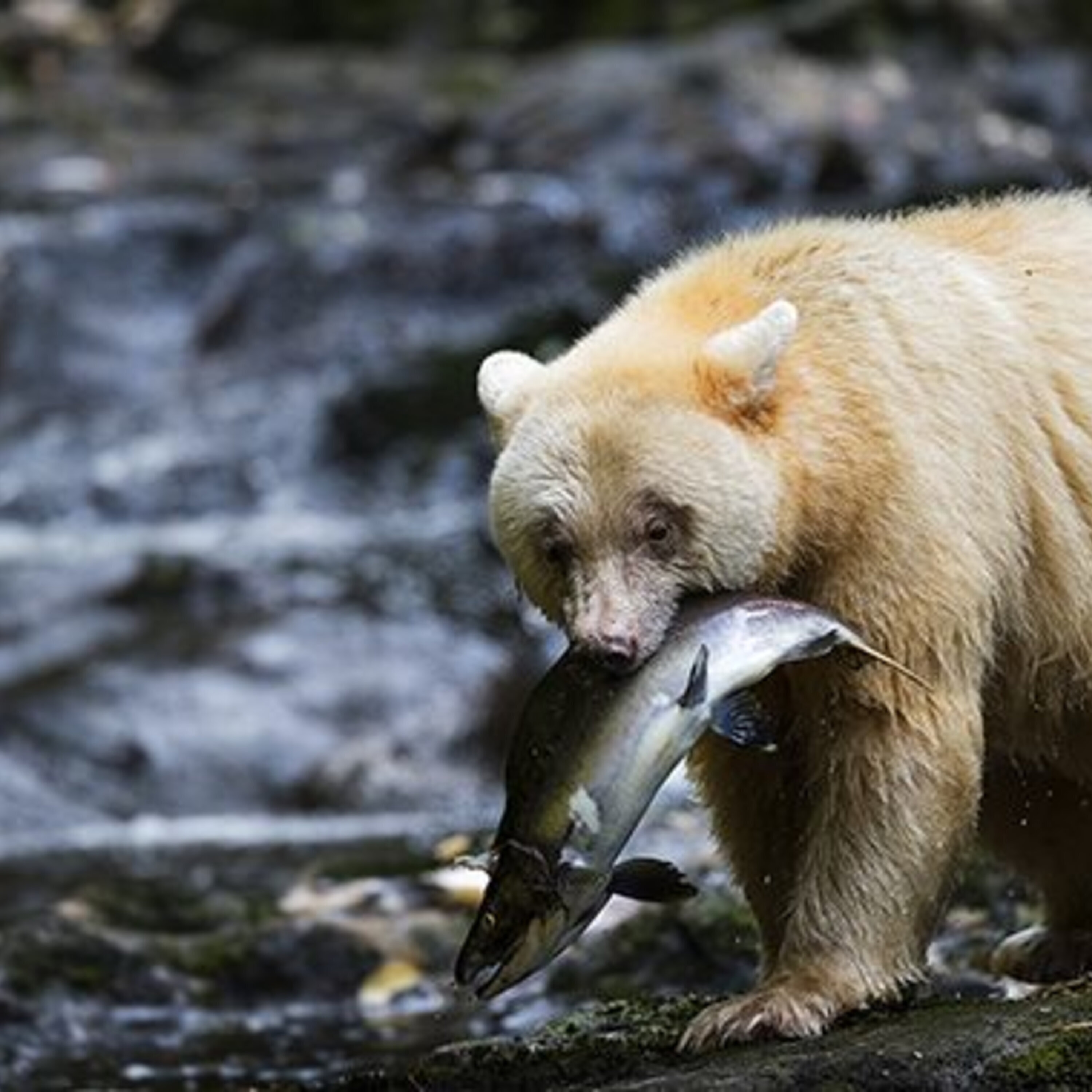 Human superpredators and a news roundup