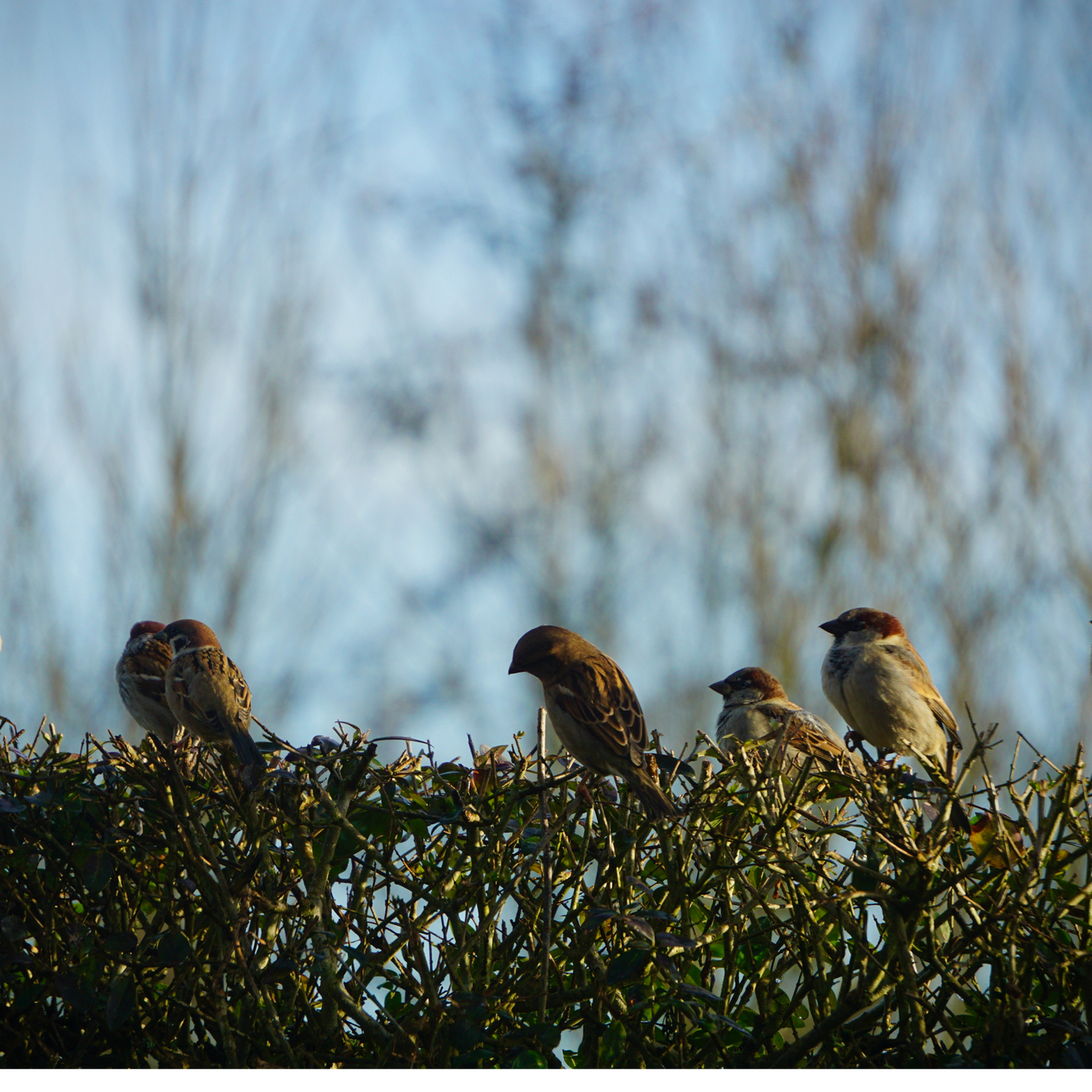 Sound Escape 6: the gentle chatter of house sparrows and dunnocks in a Gower hedgerow
