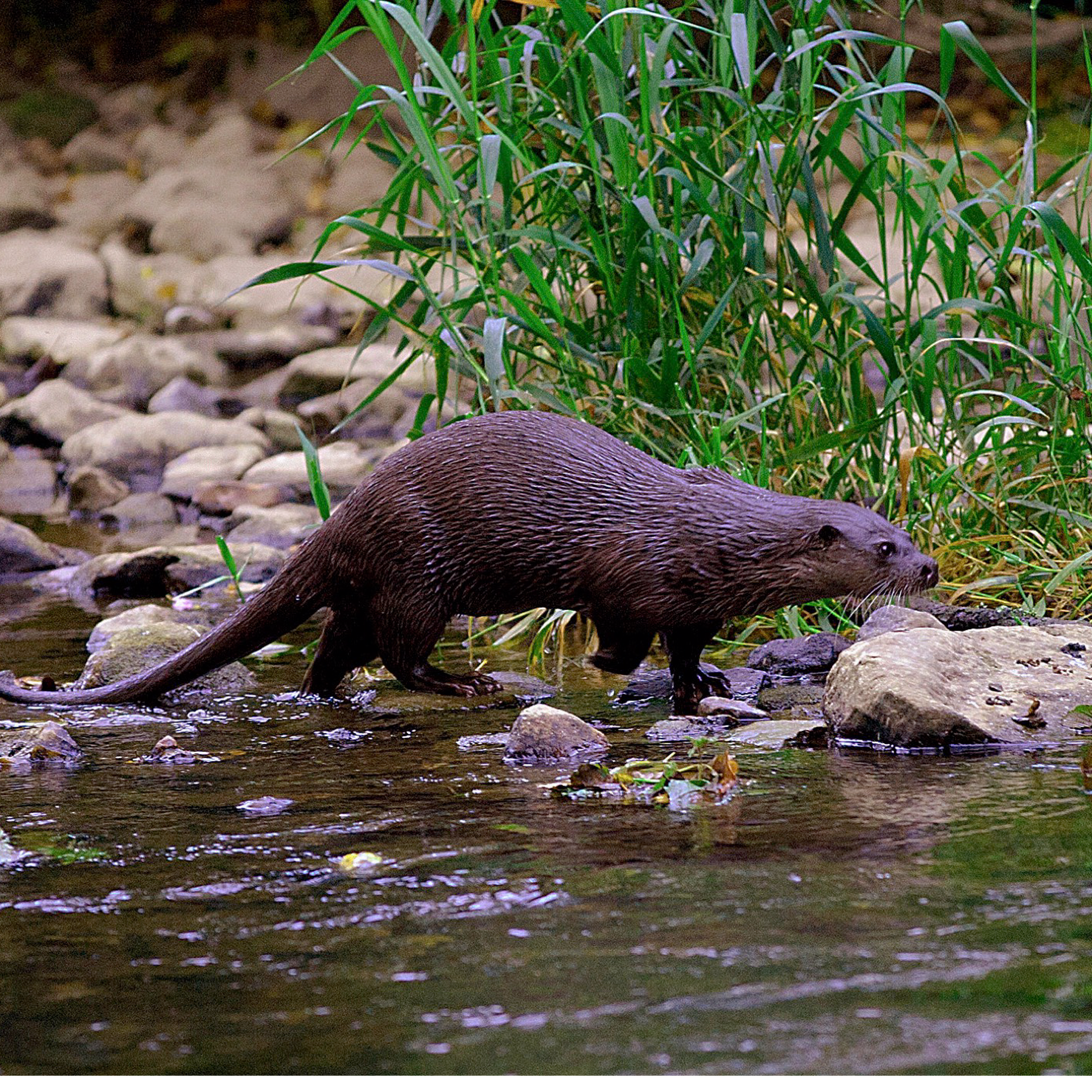 95. A delightful morning on a Devon river with wildlife photographer Jim Brown