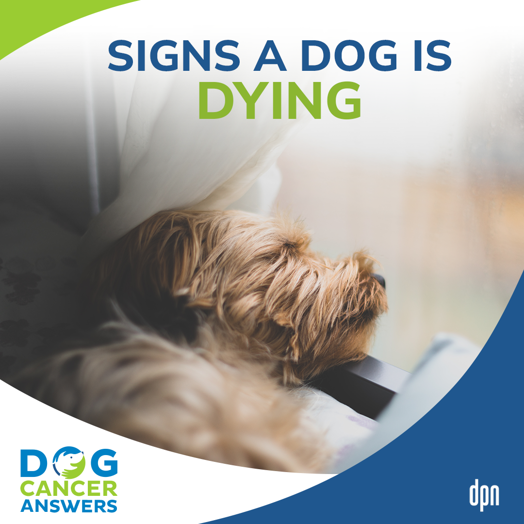 Signs a Dog is Dying: A Vet Reveals What Your Dog May Be Experiencing | Dr. Demian Dressler #110