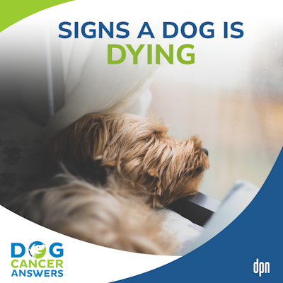 what are the signs your dog is dying