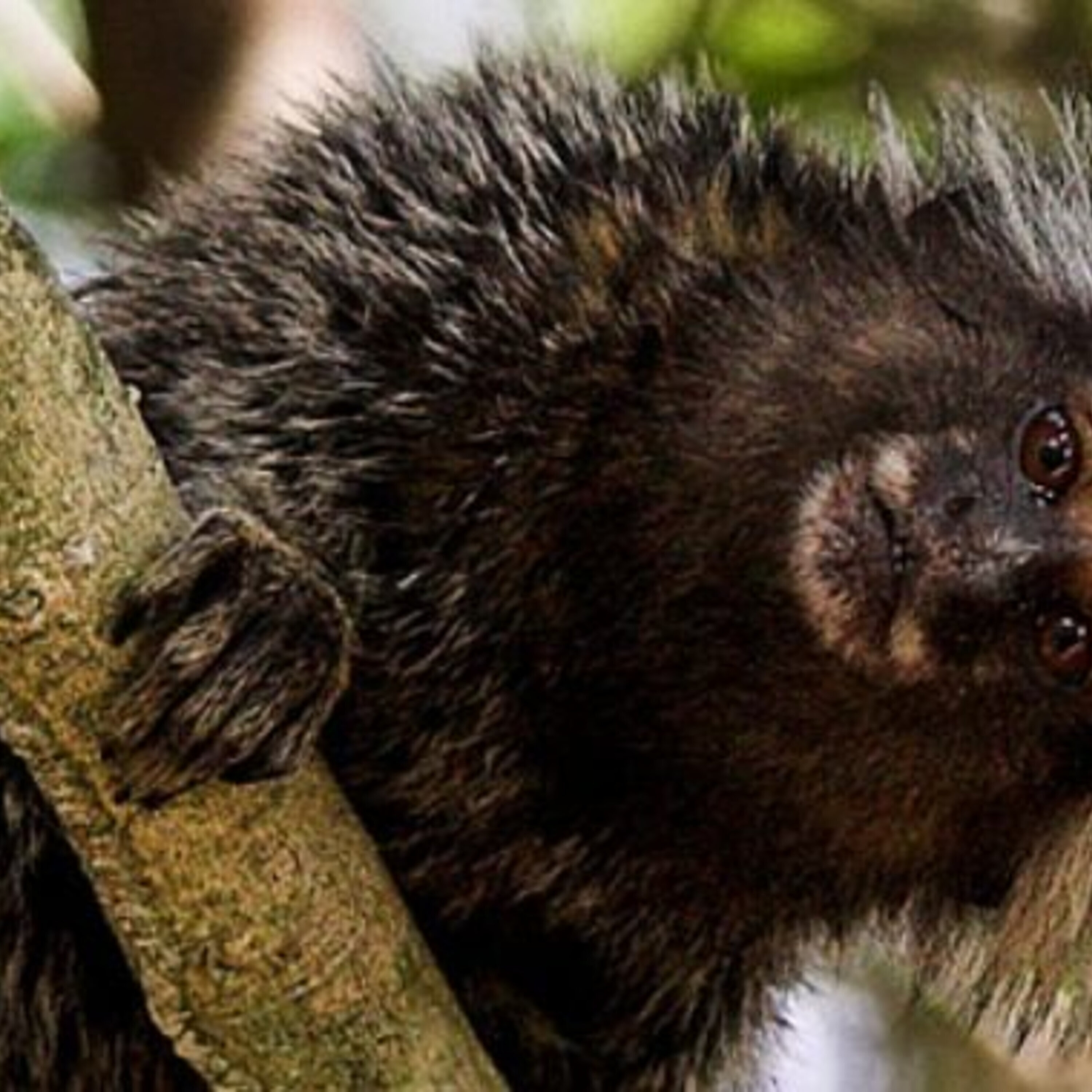 Marmoset monkey vocal development and a news roundup