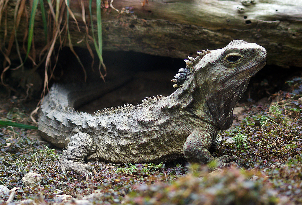 Episode 217: Tuatara, A Living Fossil
