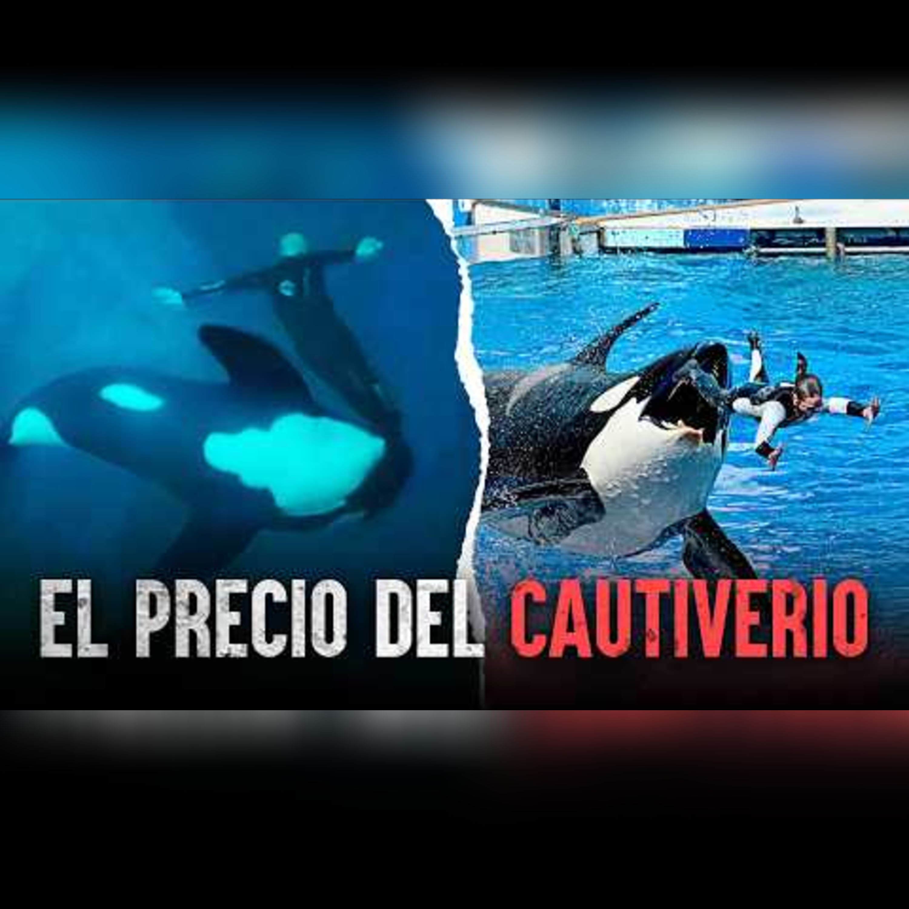 Cautivas y letales: Accidentes con ballenas orcas que se pudieron evitar episode artwork
