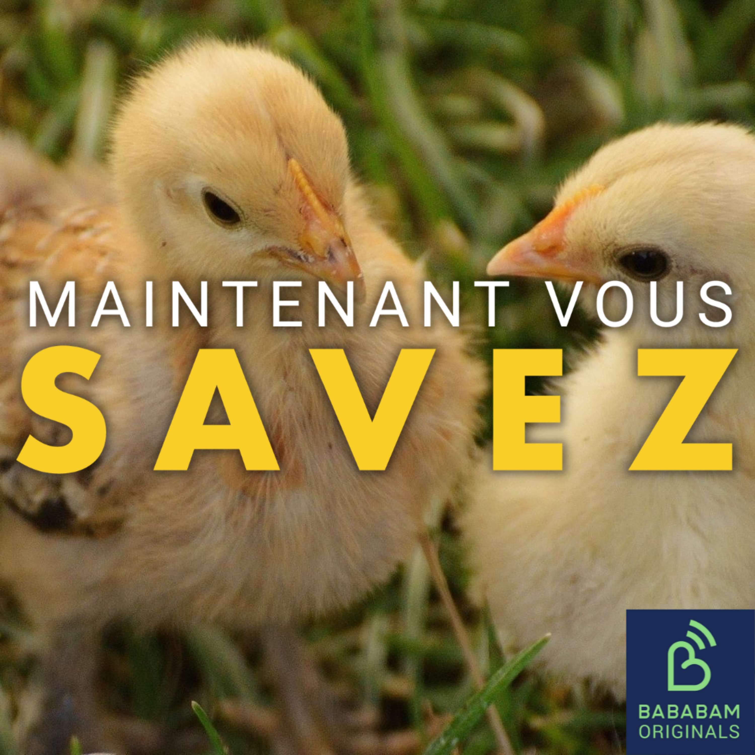 Pourquoi continue-t-on de broyer des poussins mâles en France ? 