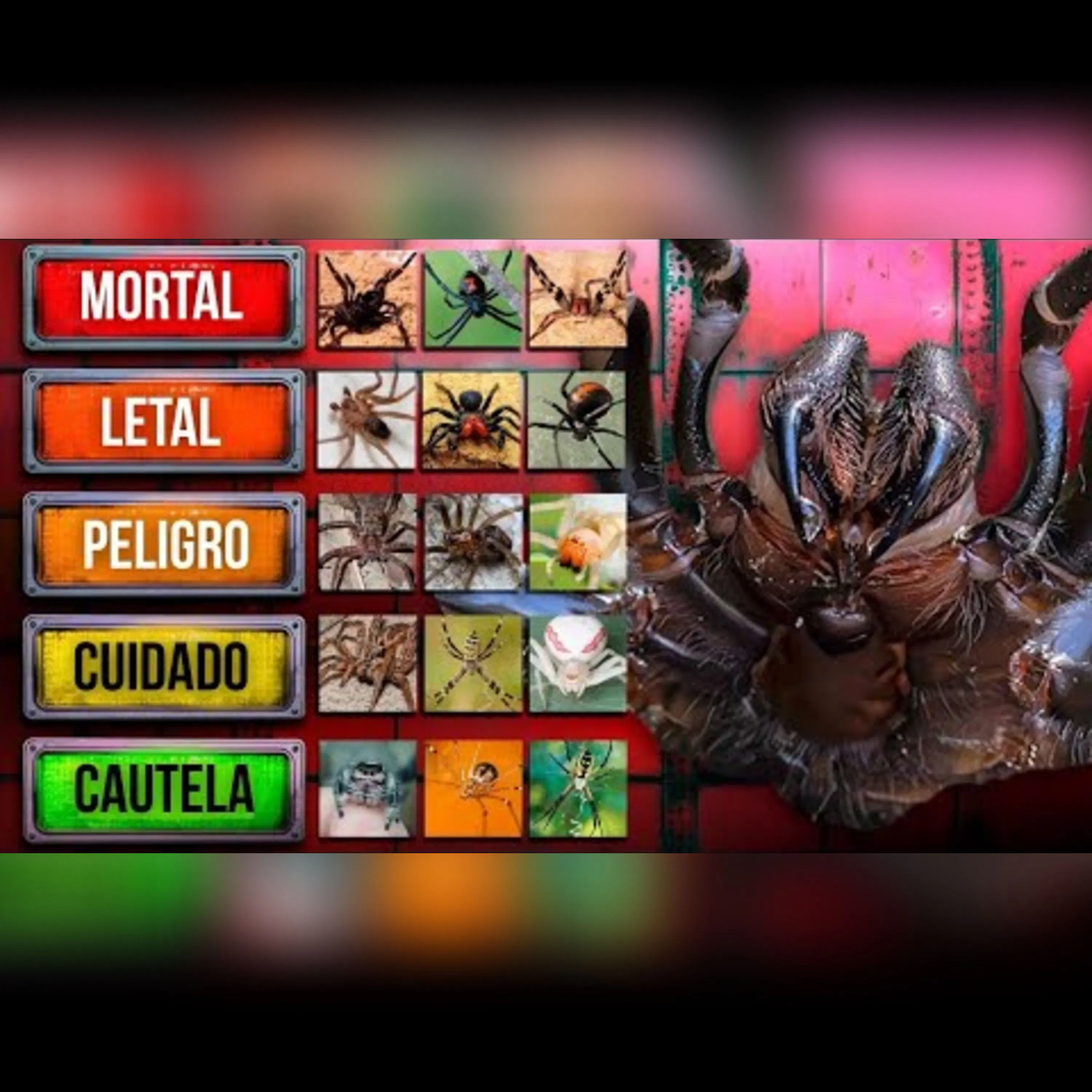 Pequeñas pero letales: Las arañas más PELIGROSAS del planeta episode artwork