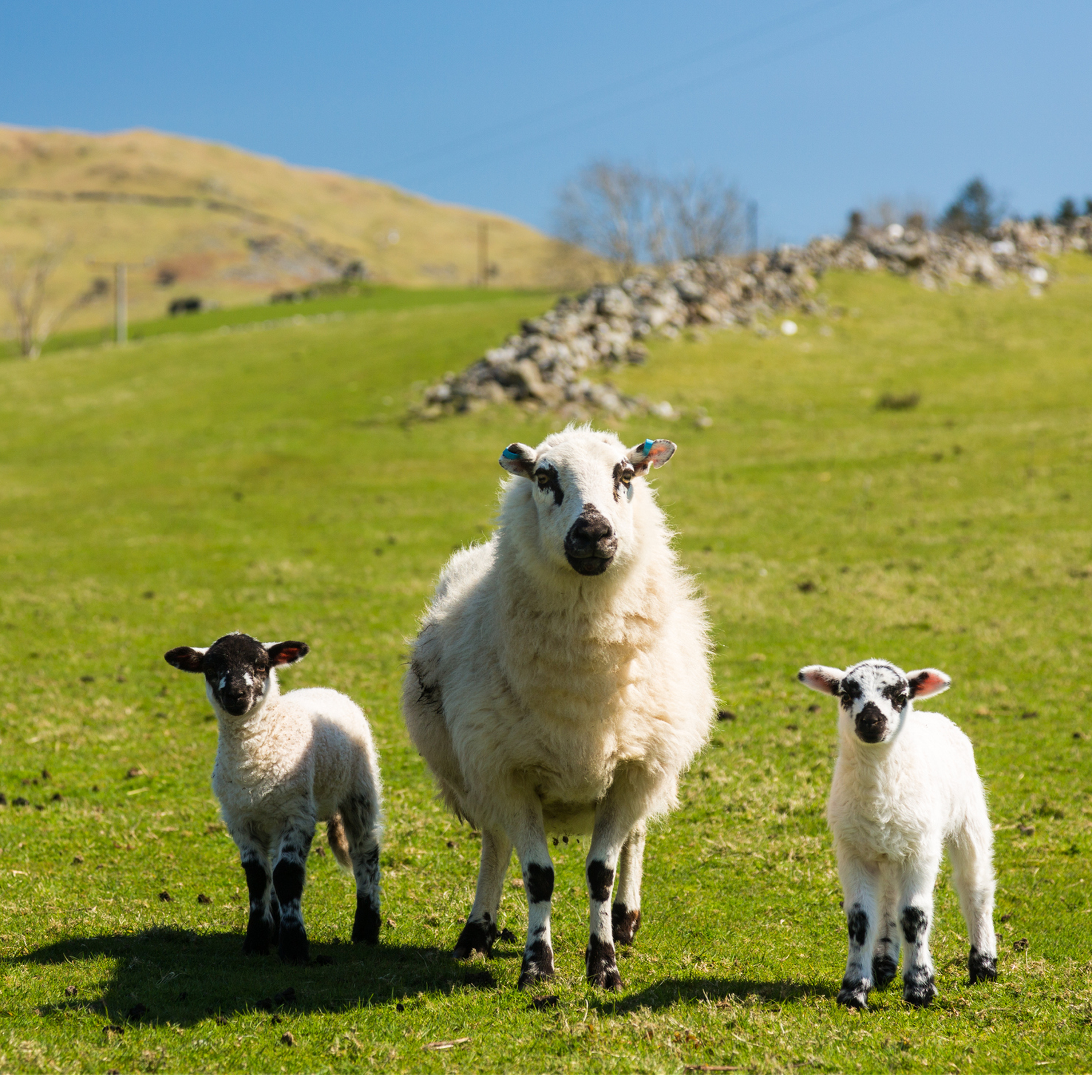 Sound Escape 2: new lambs and early birds on a frozen Monmouth-Brecon canal in Wales