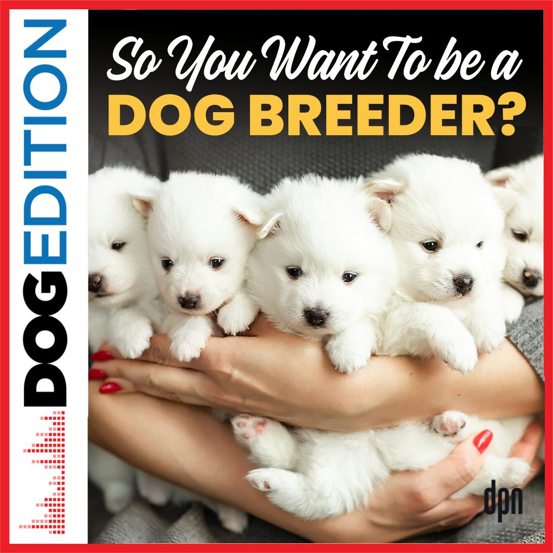 So, You Want to Be a Dog Breeder? | Dog Edition #81