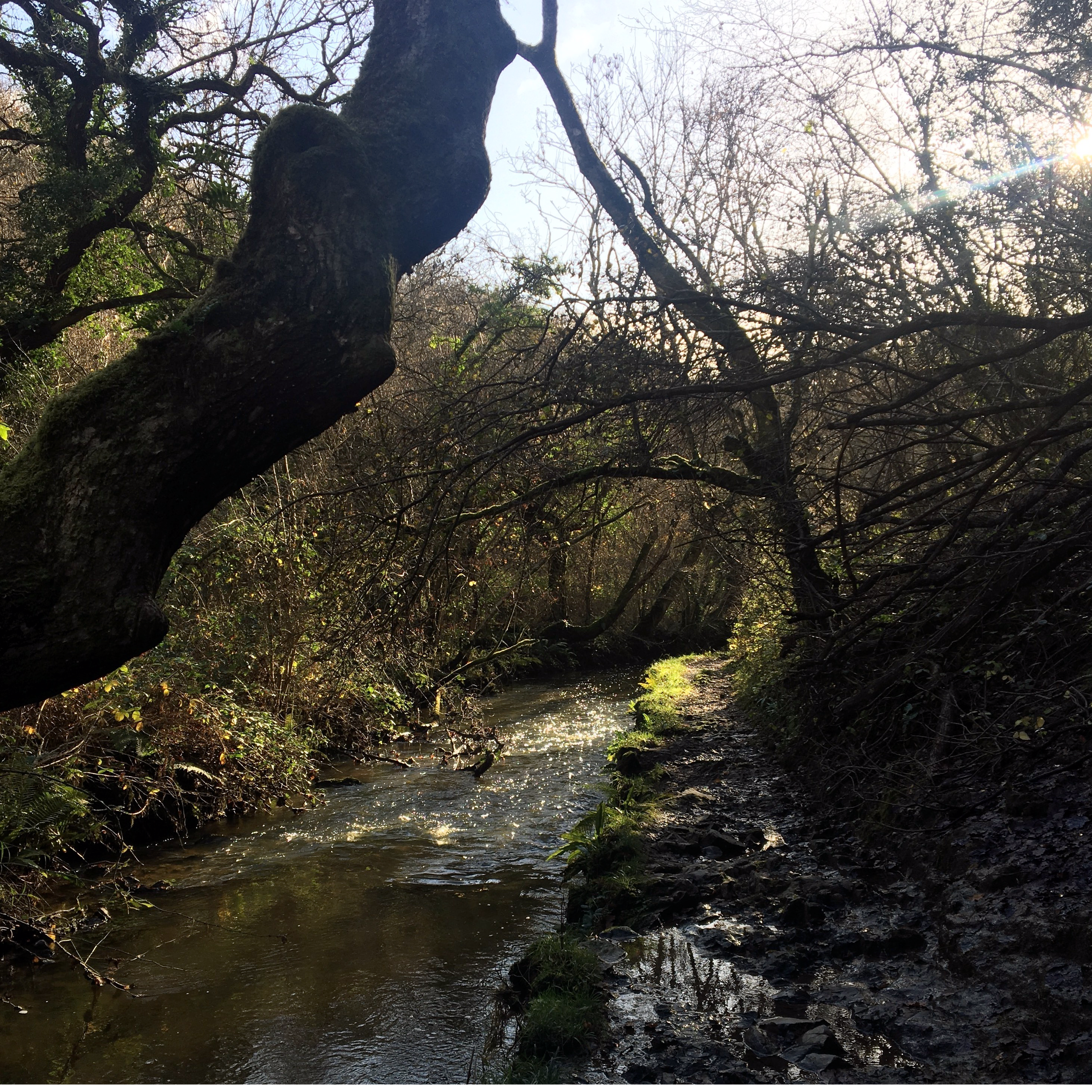 Sound Escape 1: calming birdsong in a Welsh woodland