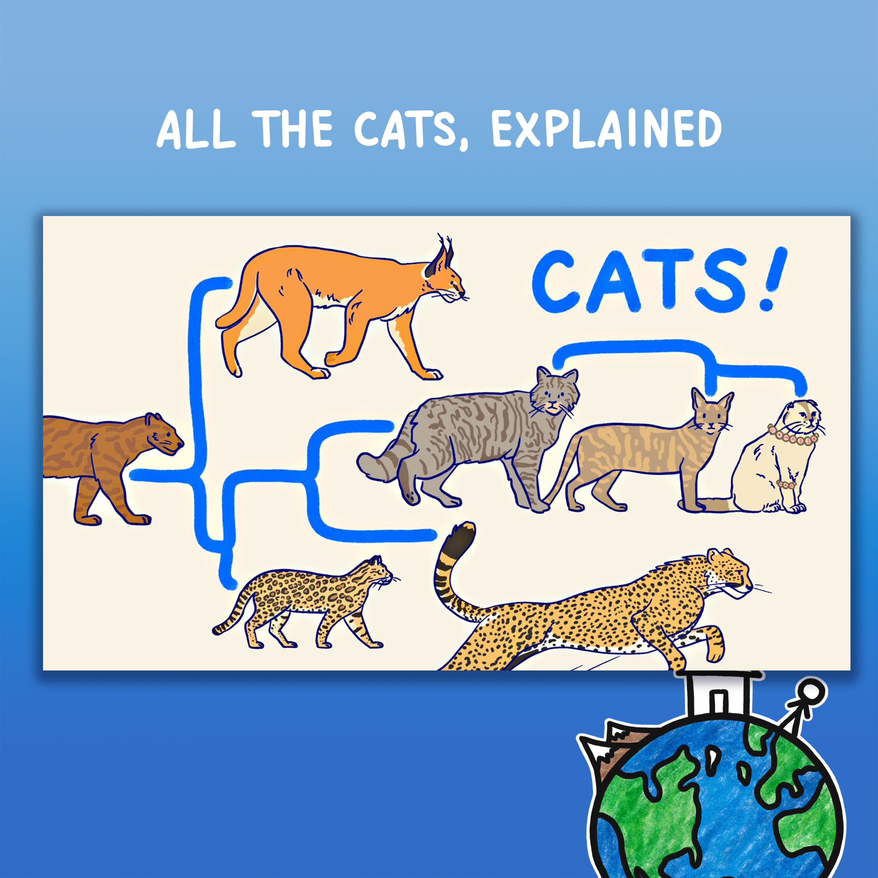 ALL THE CATS, EXPLAINED