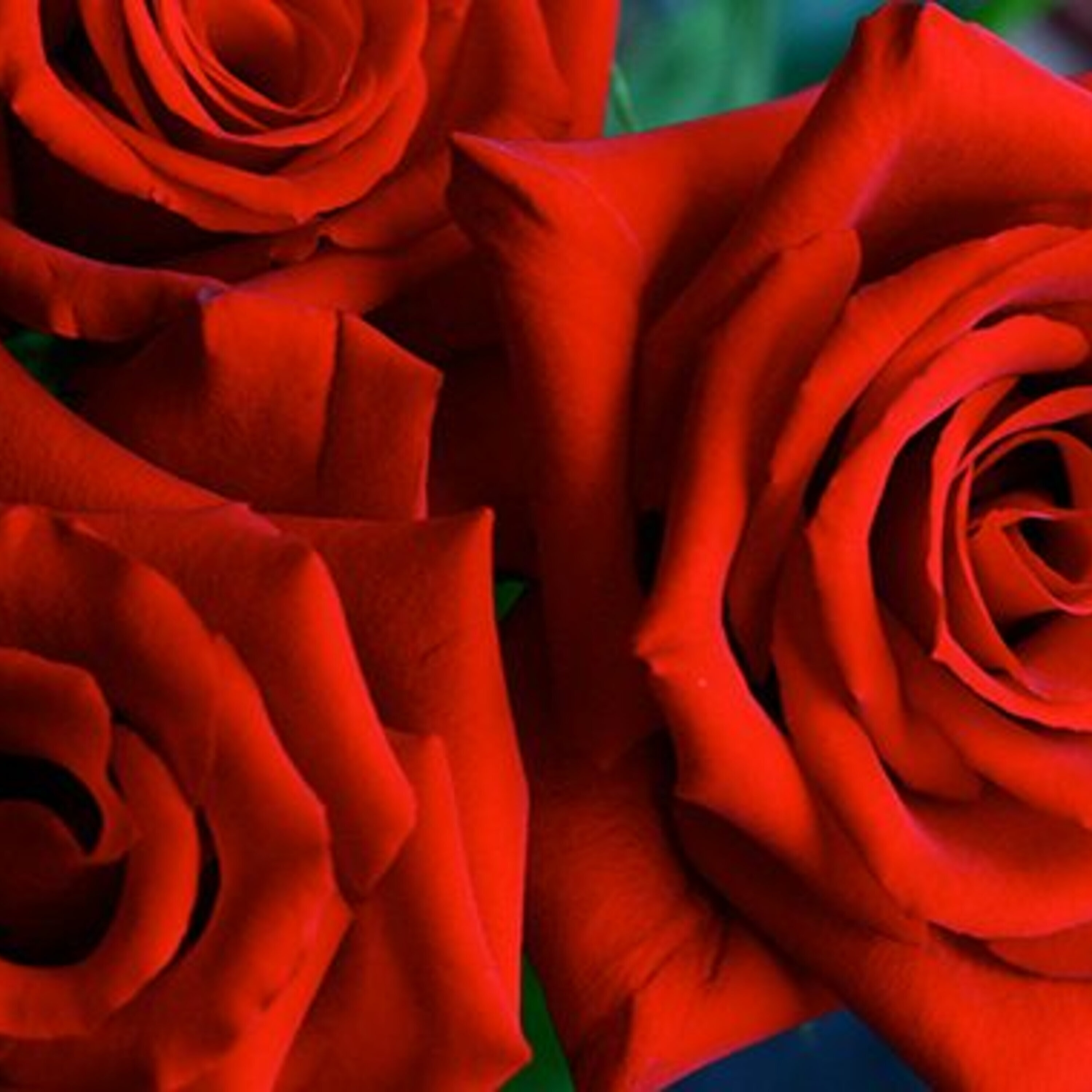 The scent of a rose and a news roundup