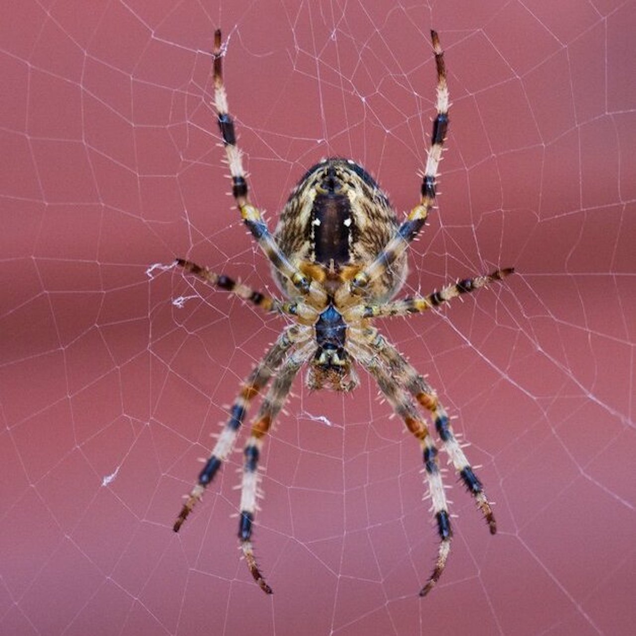 513 – Autumn gets real, root cuttings, and what do spiders ever do for us?