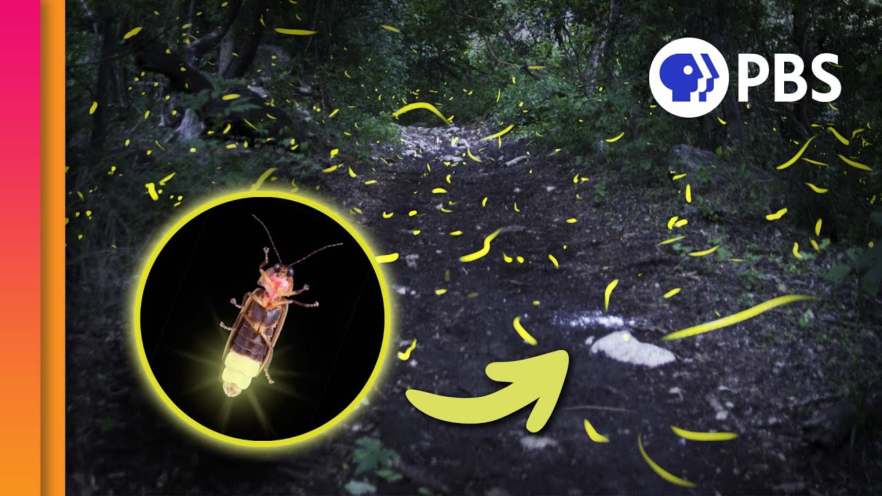 Why Do Fireflies Have Blinky Bottoms? episode artwork