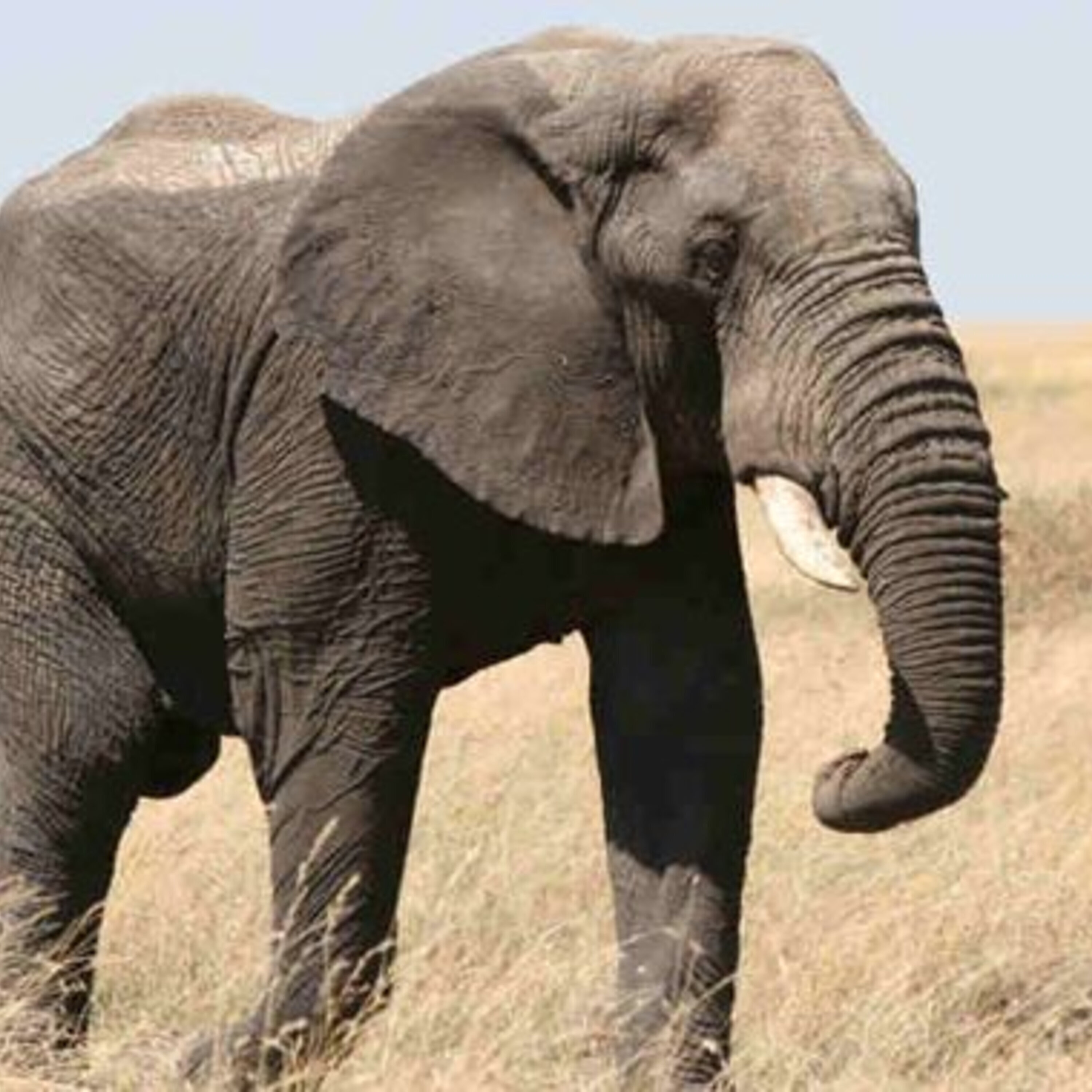 Tracking ivory with genetics, the letter R, and a news roundup