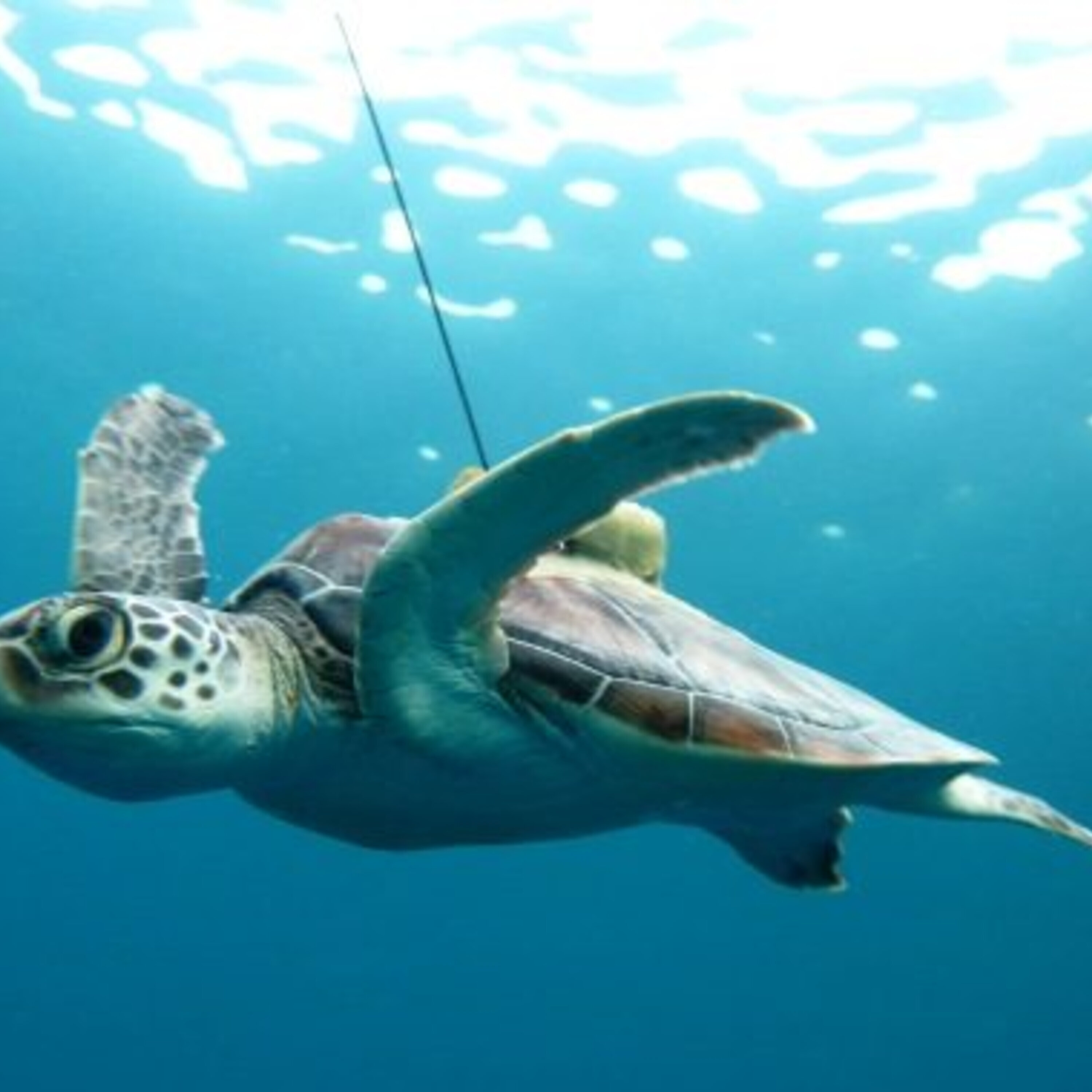 Tracking aquatic animals, cochlear implants, and a news roundup