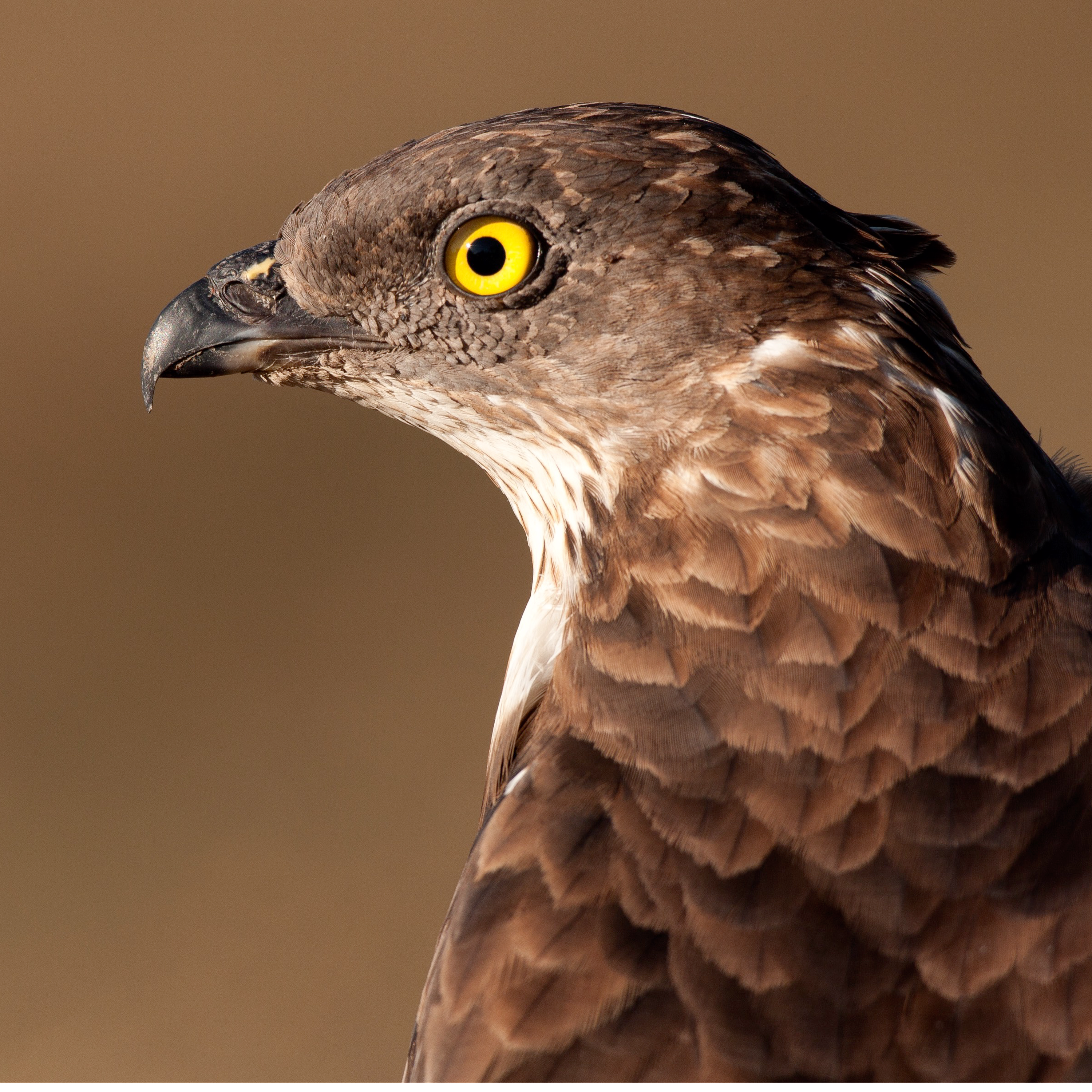 72. Honey buzzards in a Welsh forest – a truly special encounter to start the new season of Plodcasts!