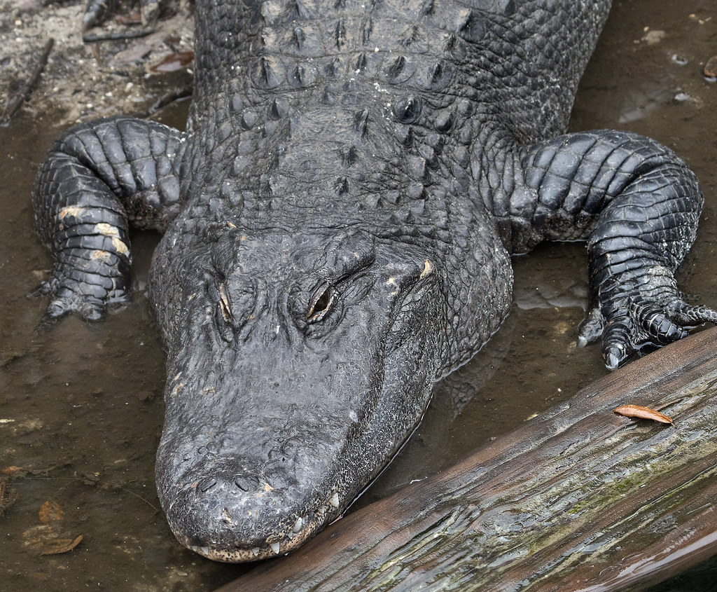 Episode 213: All American Alligator
