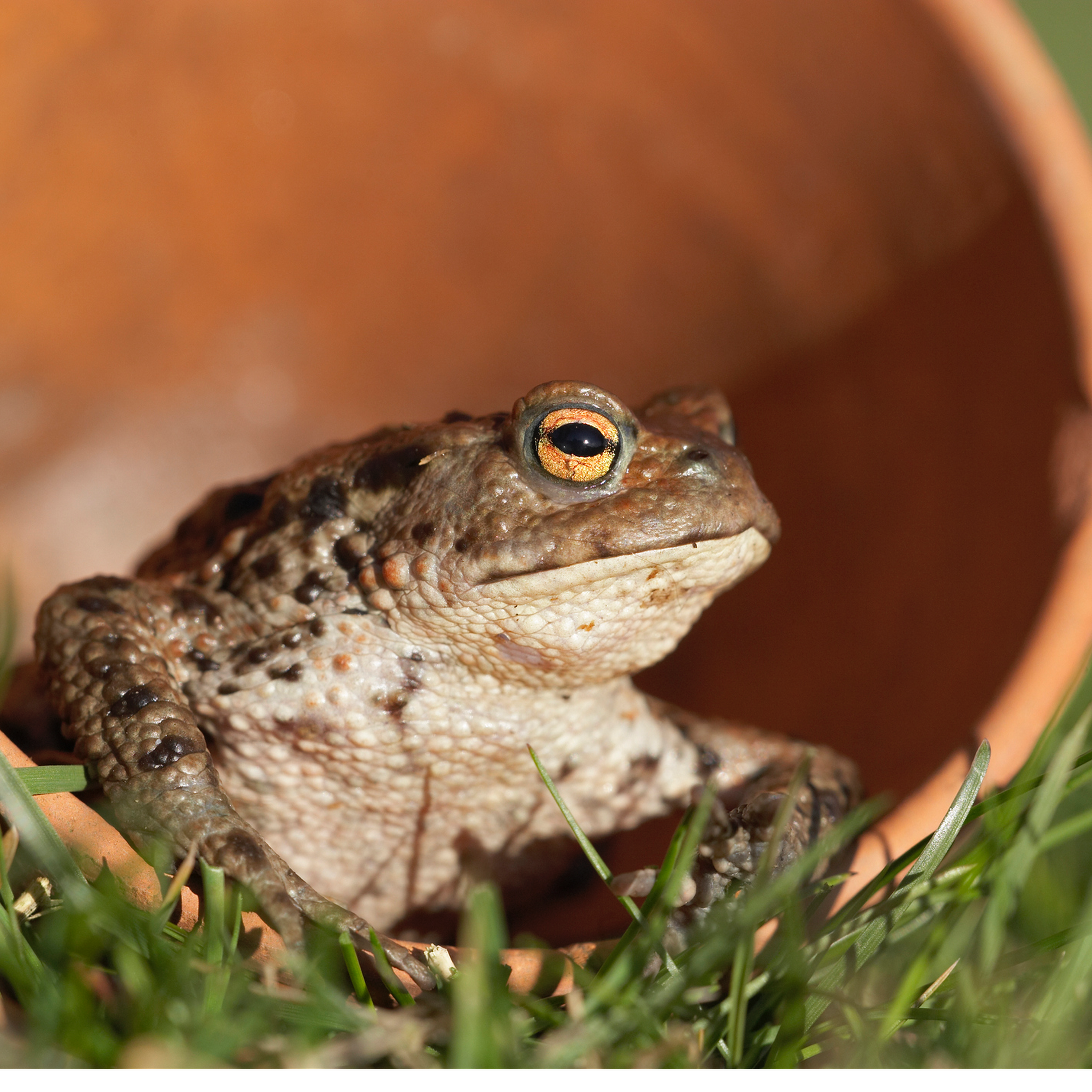 71. A celebration of the common toad on the River Usk in Monmouthshire