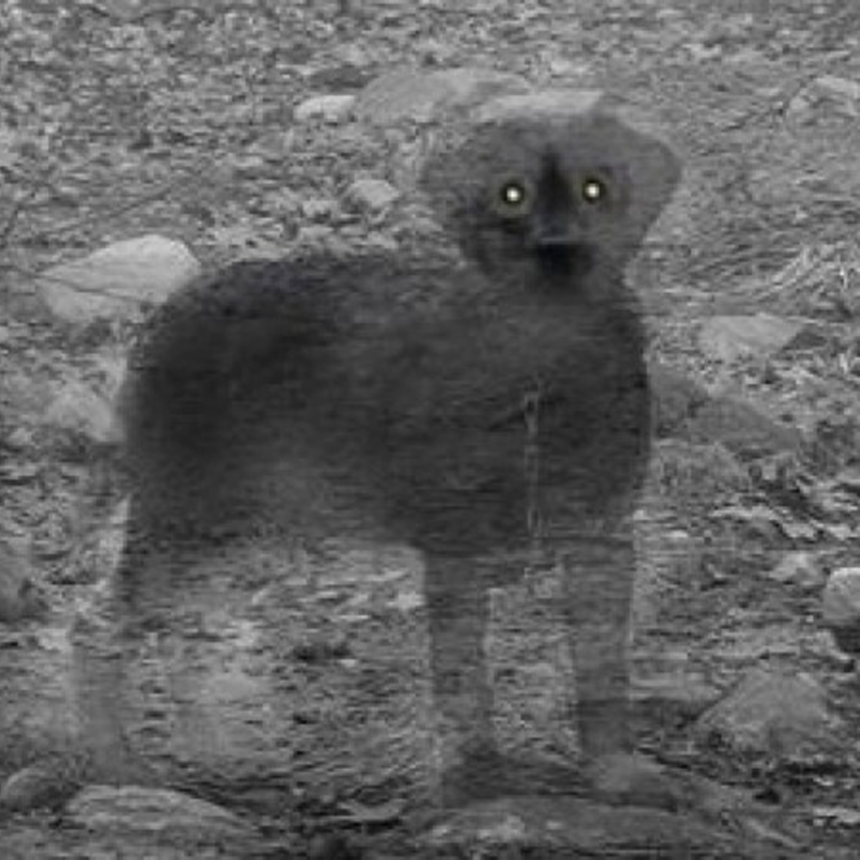 Spirit Animals & Scare Shares