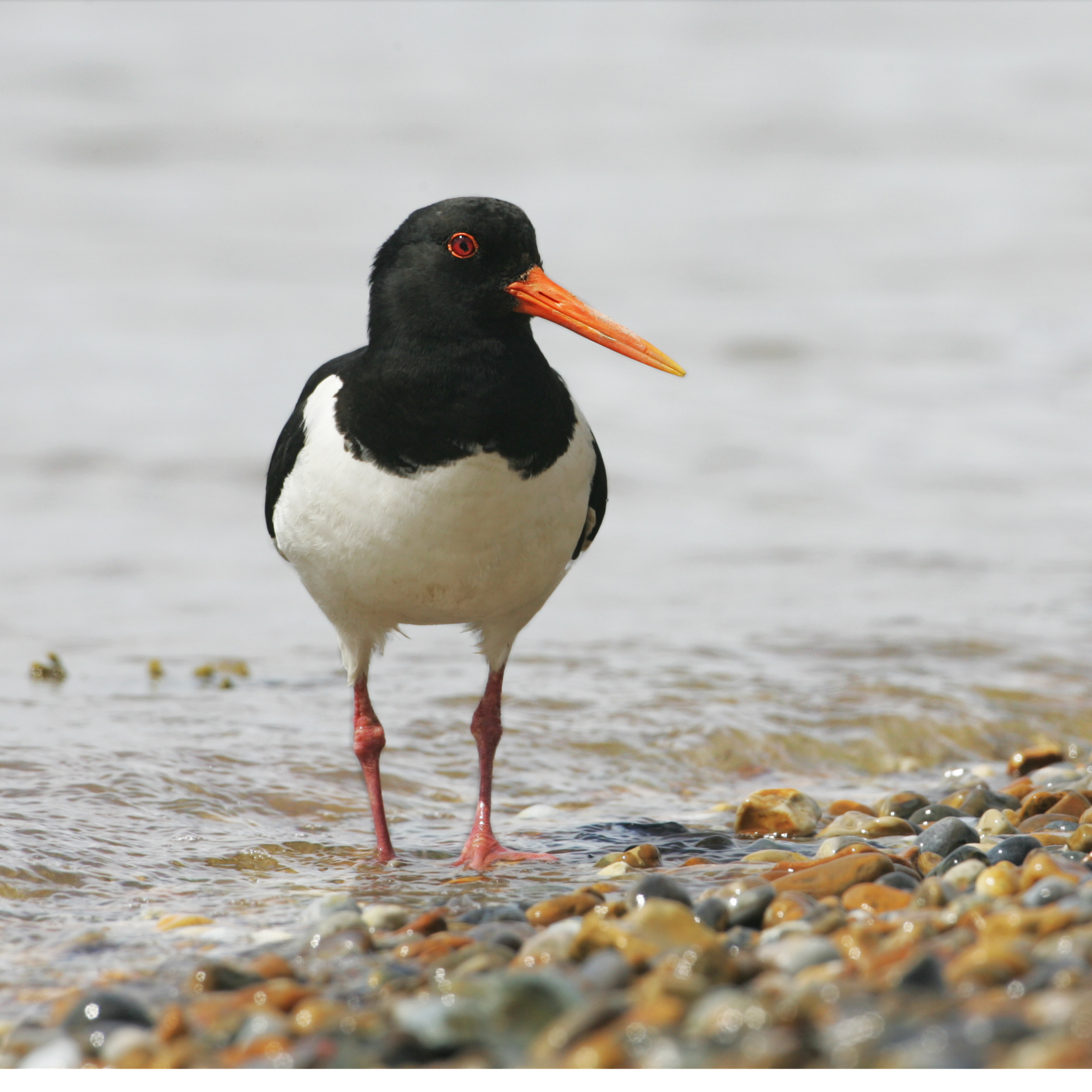 69. Oystercatchers in the rye – the poetry of a Scottish island with Kenneth Steven