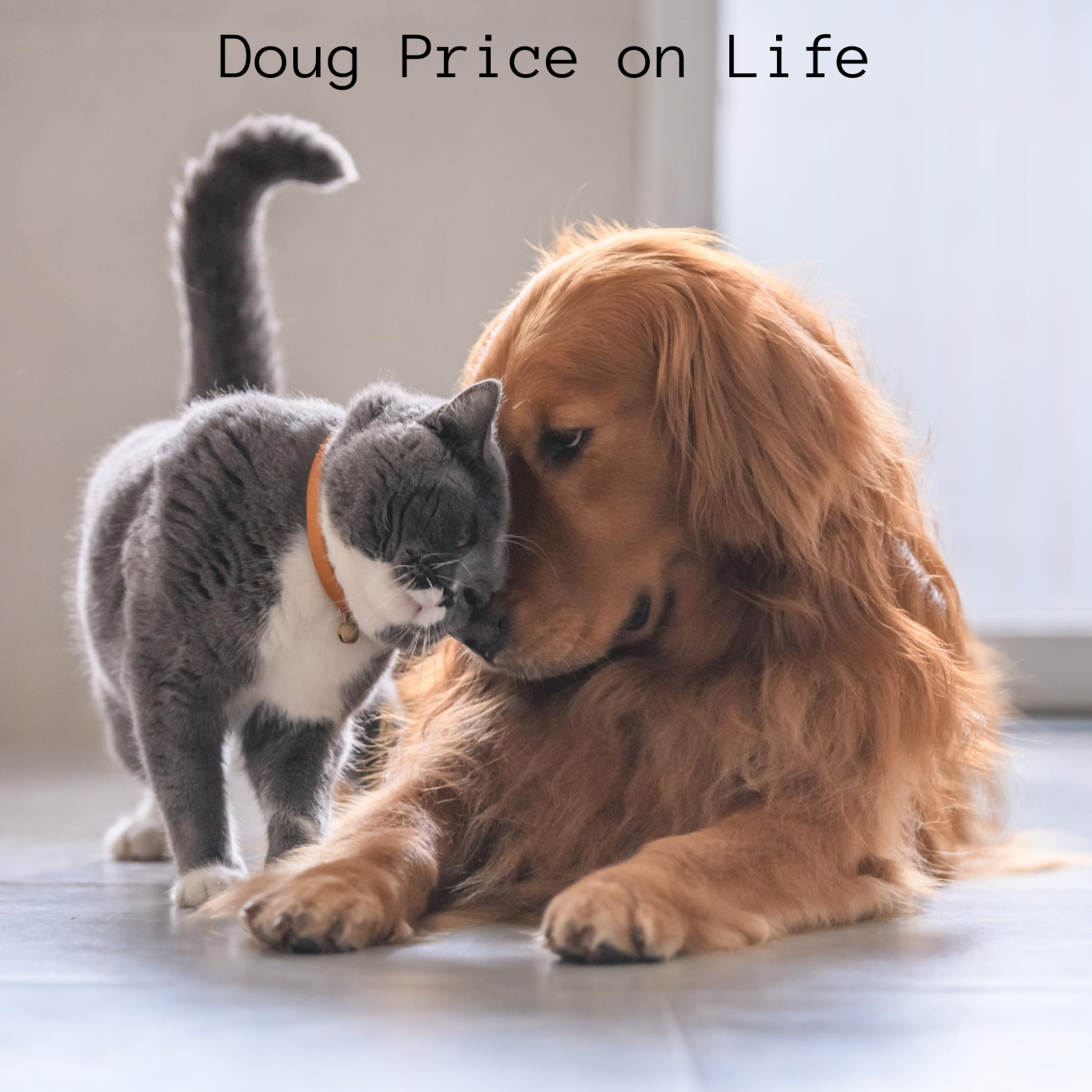 Shutdown Meltdown: What Are Your Pets Thinking? episode artwork