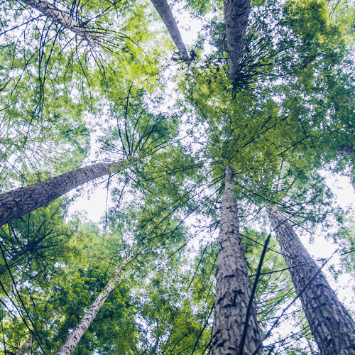 SEC Commissioner Allison Herren Lee on the ESG Trinity: Disclosure, Materiality and Enforcement