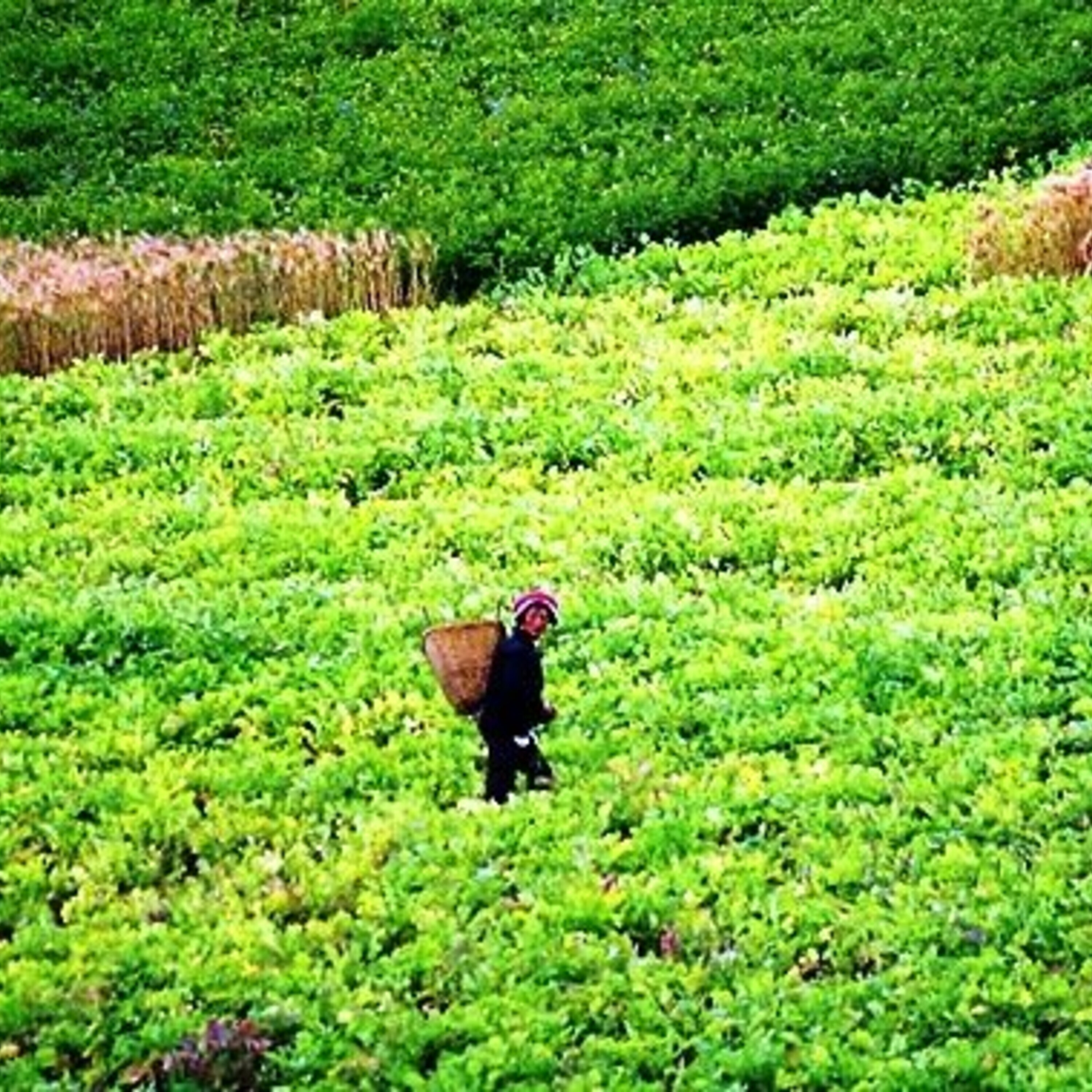 Climate change and China's tea crop and a news roundup