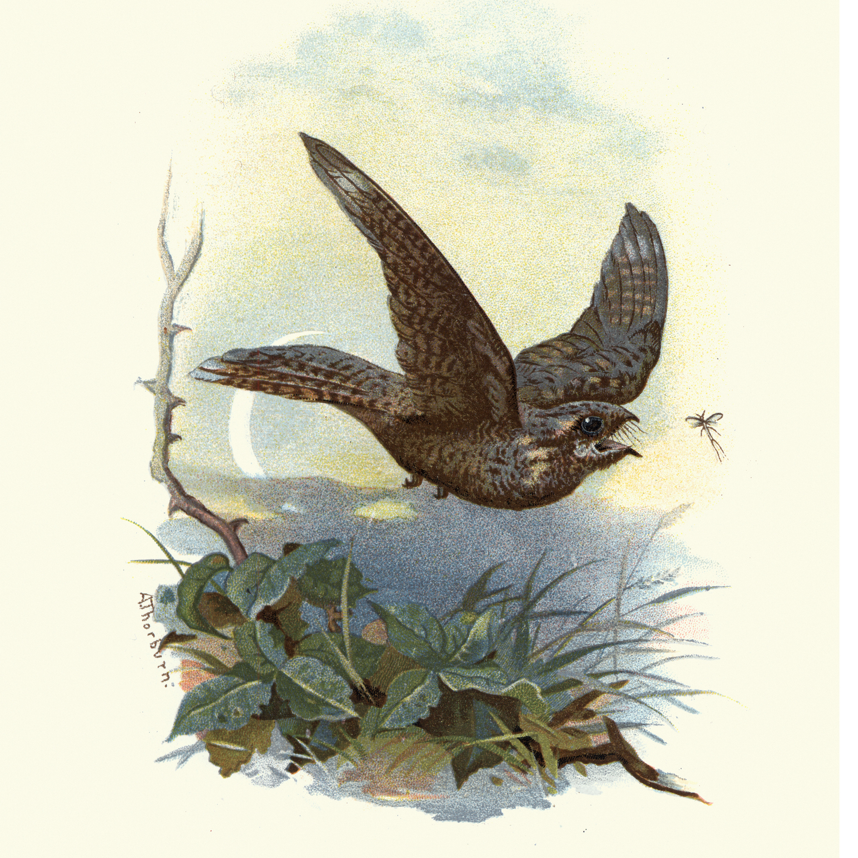 67. Churring nightjars – an eerie adventure on a Welsh hill at dusk