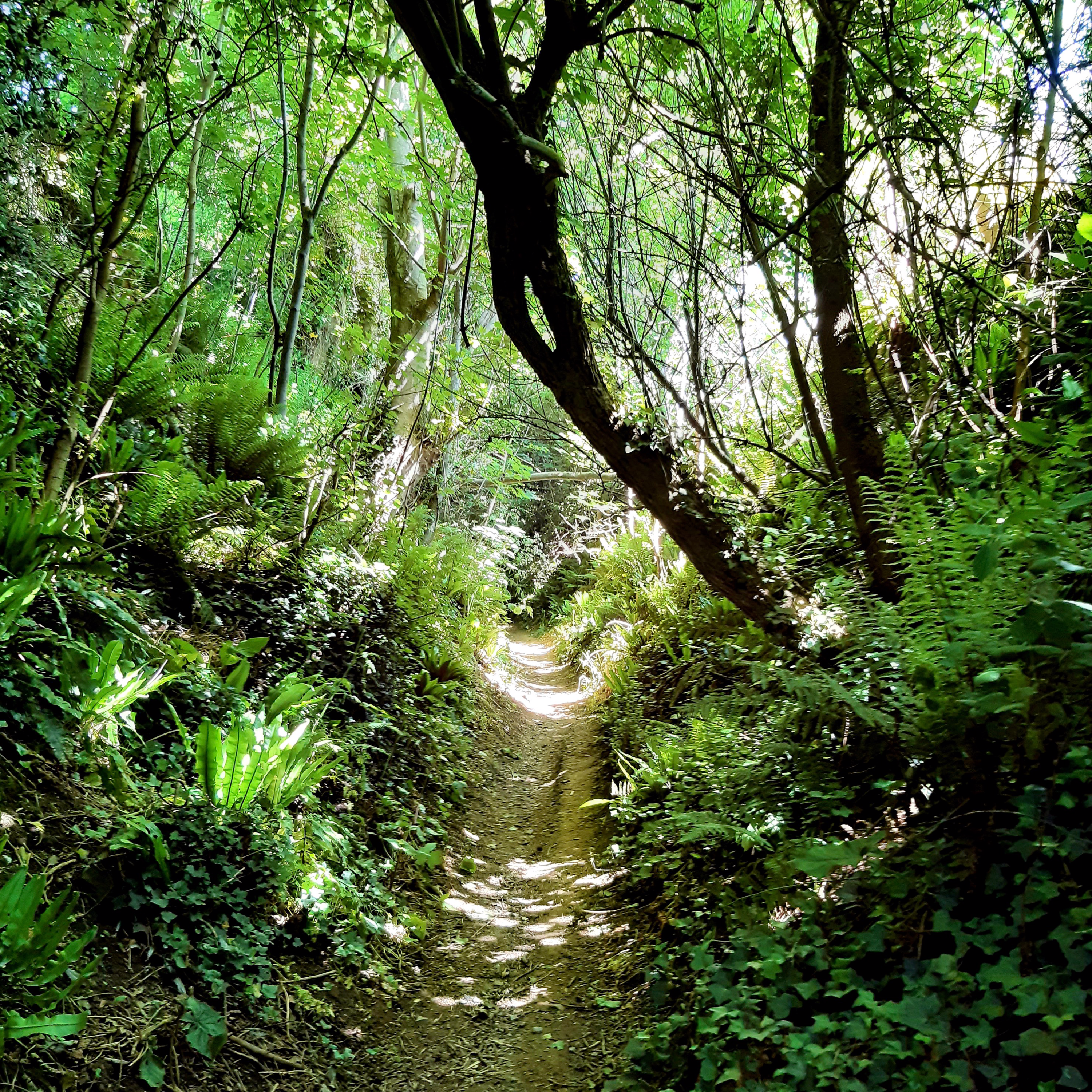 65. On the trail of an assassin in the ancient holloways of Dorset