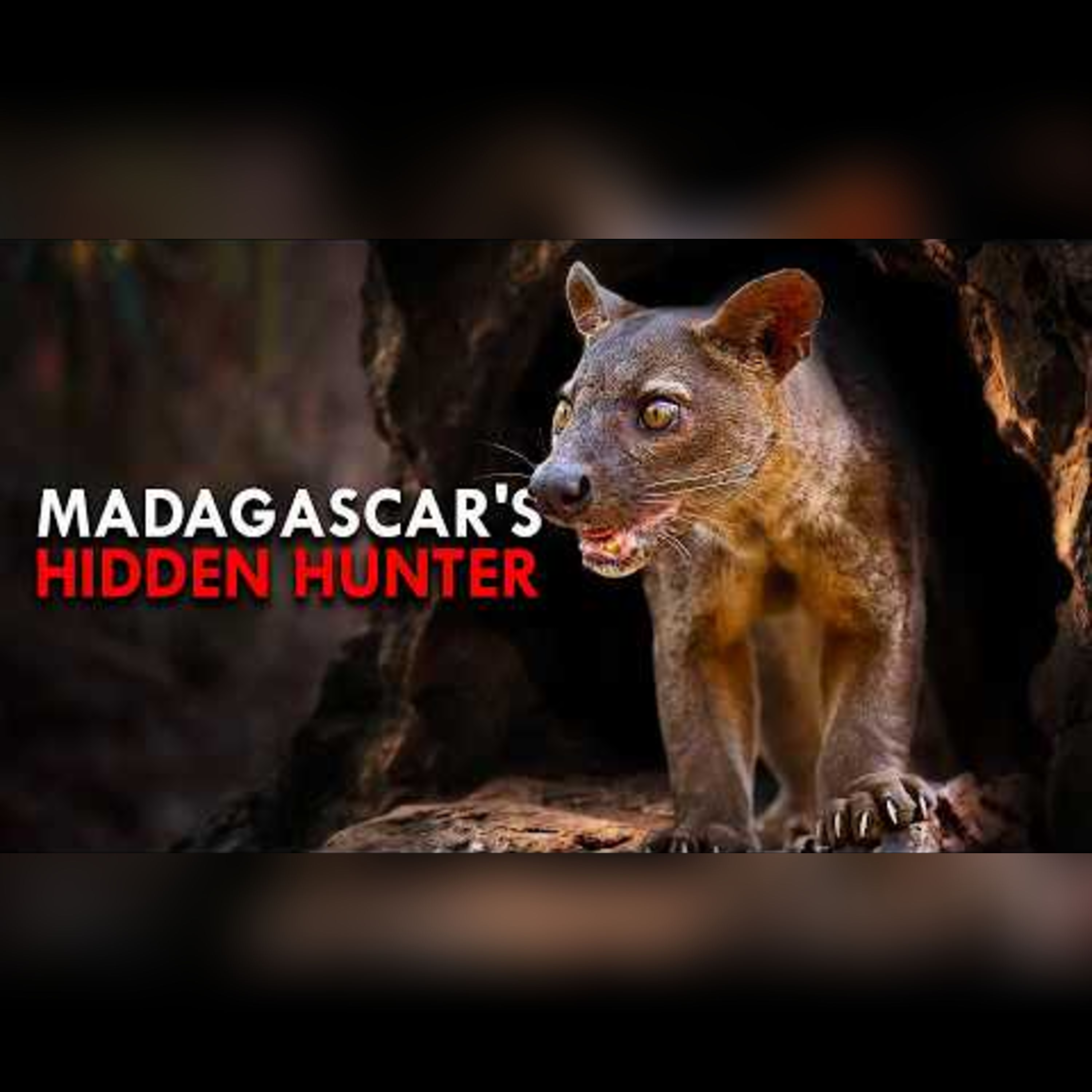 Fossa: Madagascar's Greatest Hunter episode artwork