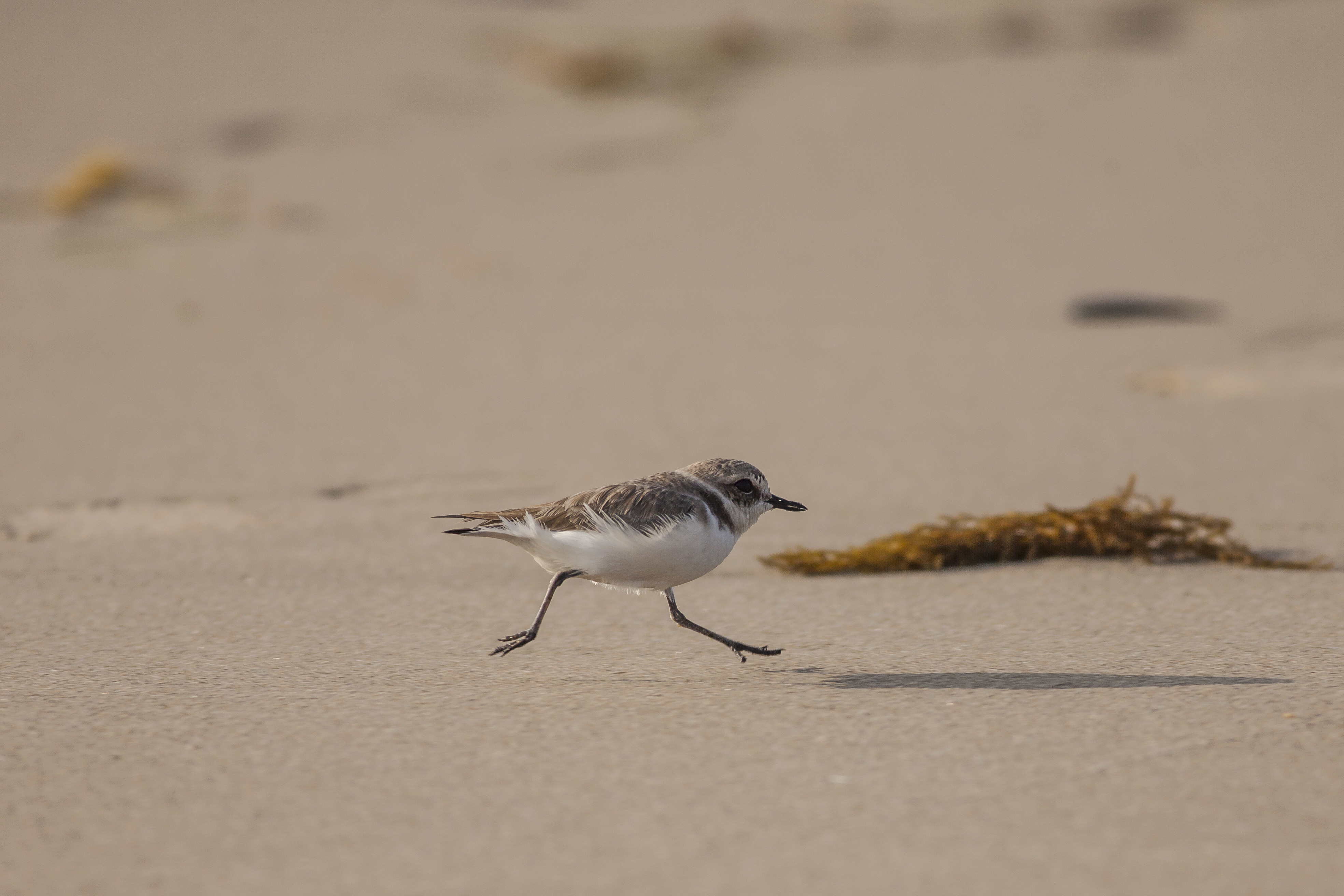 Western Snowy Plover Population Passes Milestone