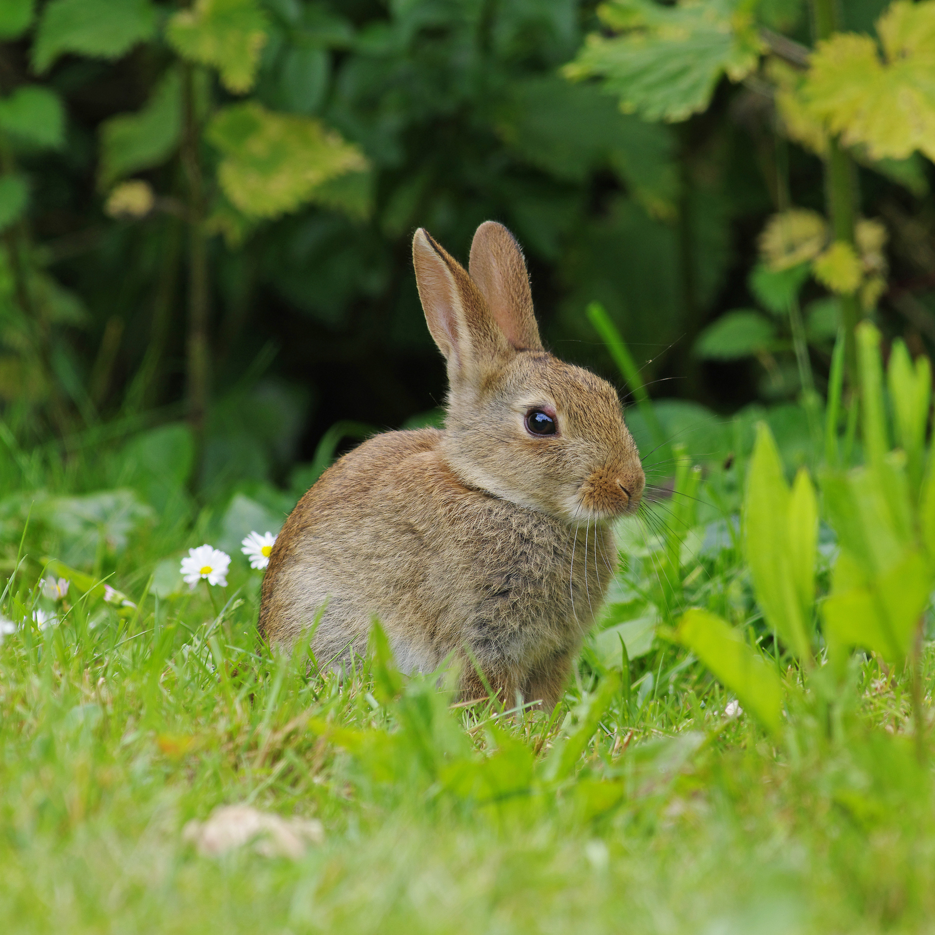62. A gentle morning's ramble with rabbits and wood warblers in the Brecon Beacons