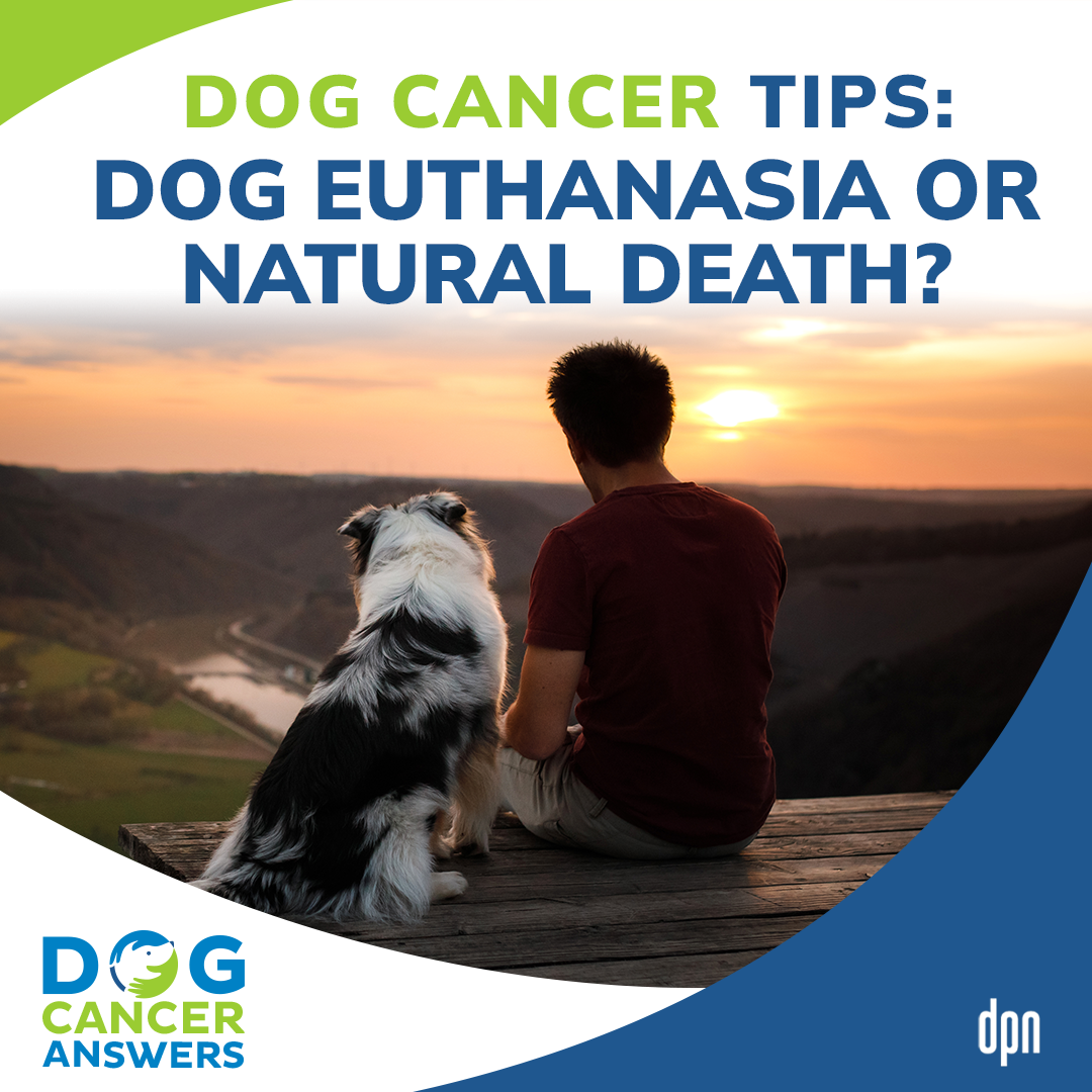 Dog Cancer Tip: Dog Euthanasia or Natural Death? | Molly Jacobson #239