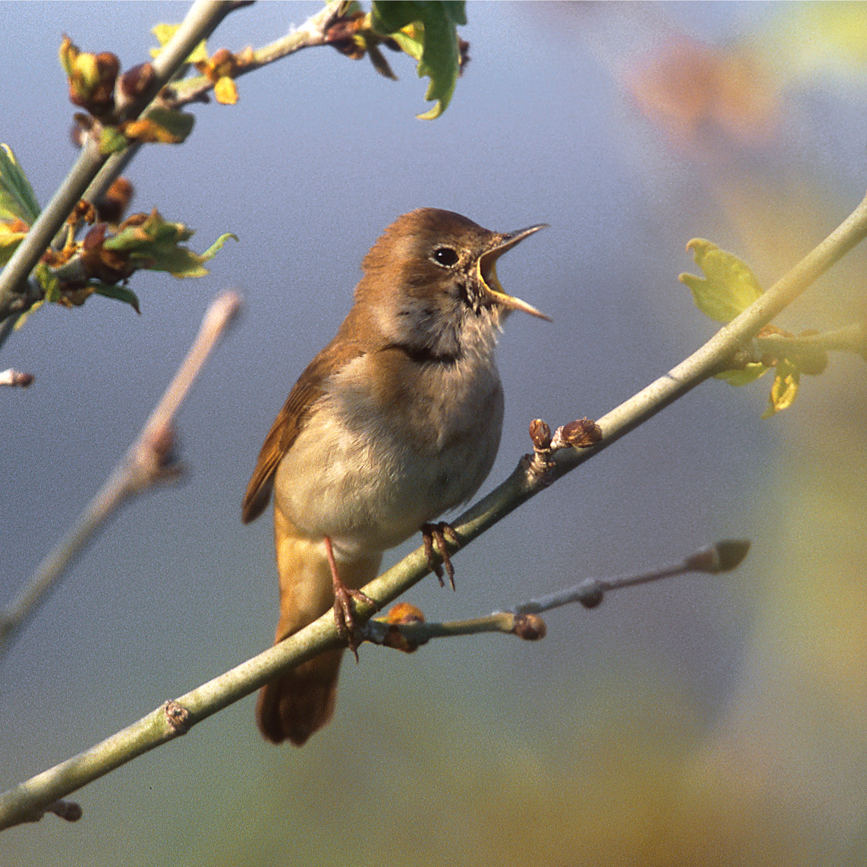 60. Nightingales at dawn in Dorset – magical, beautiful and moving