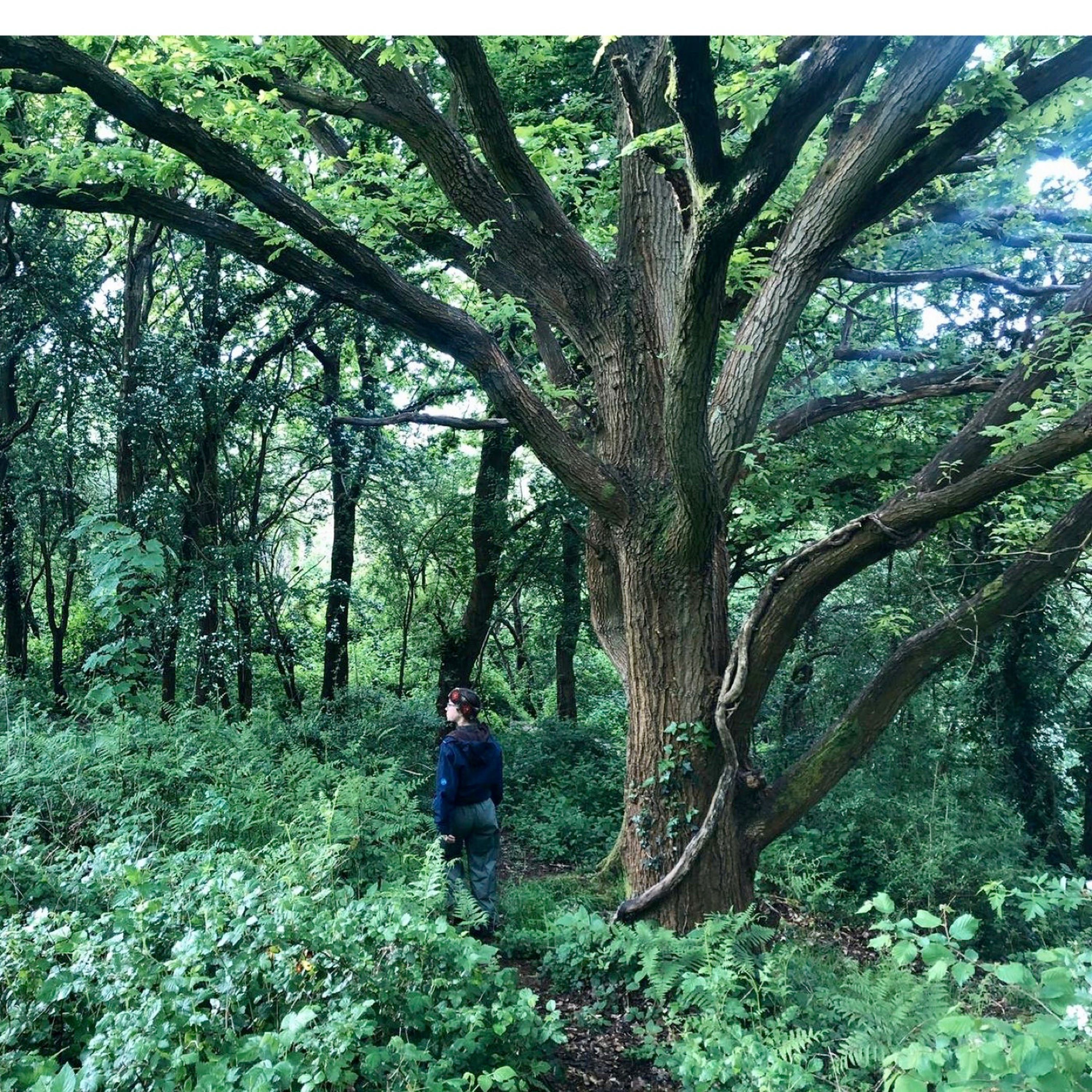 57. Finding edible and healing plants with a modern herbalist in Bristol