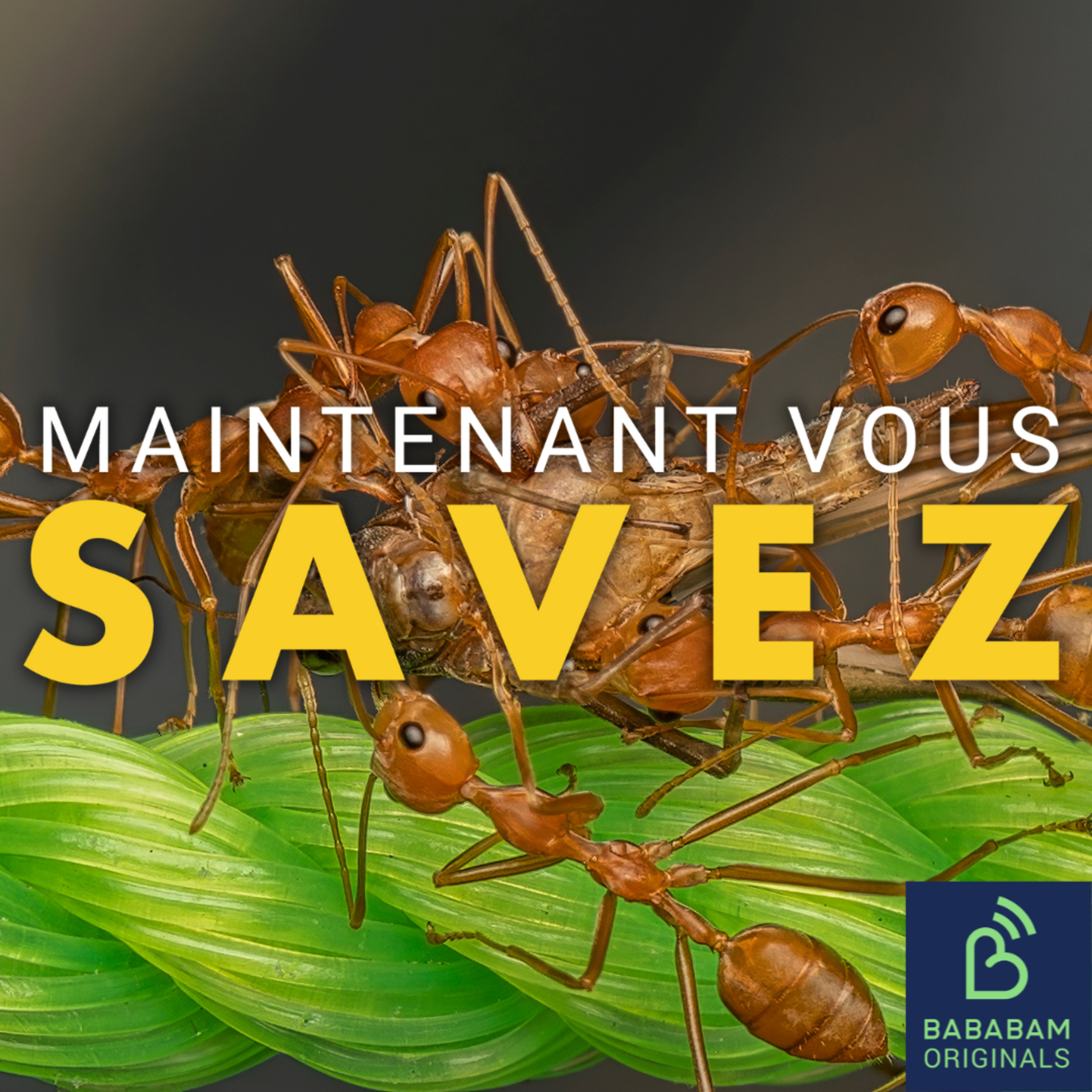 Comment les insectes communiquent-ils entre eux ?