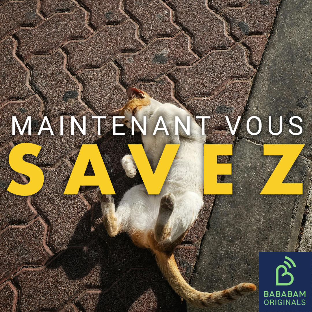 Comment protéger son animal de compagnie pendant une canicule ?