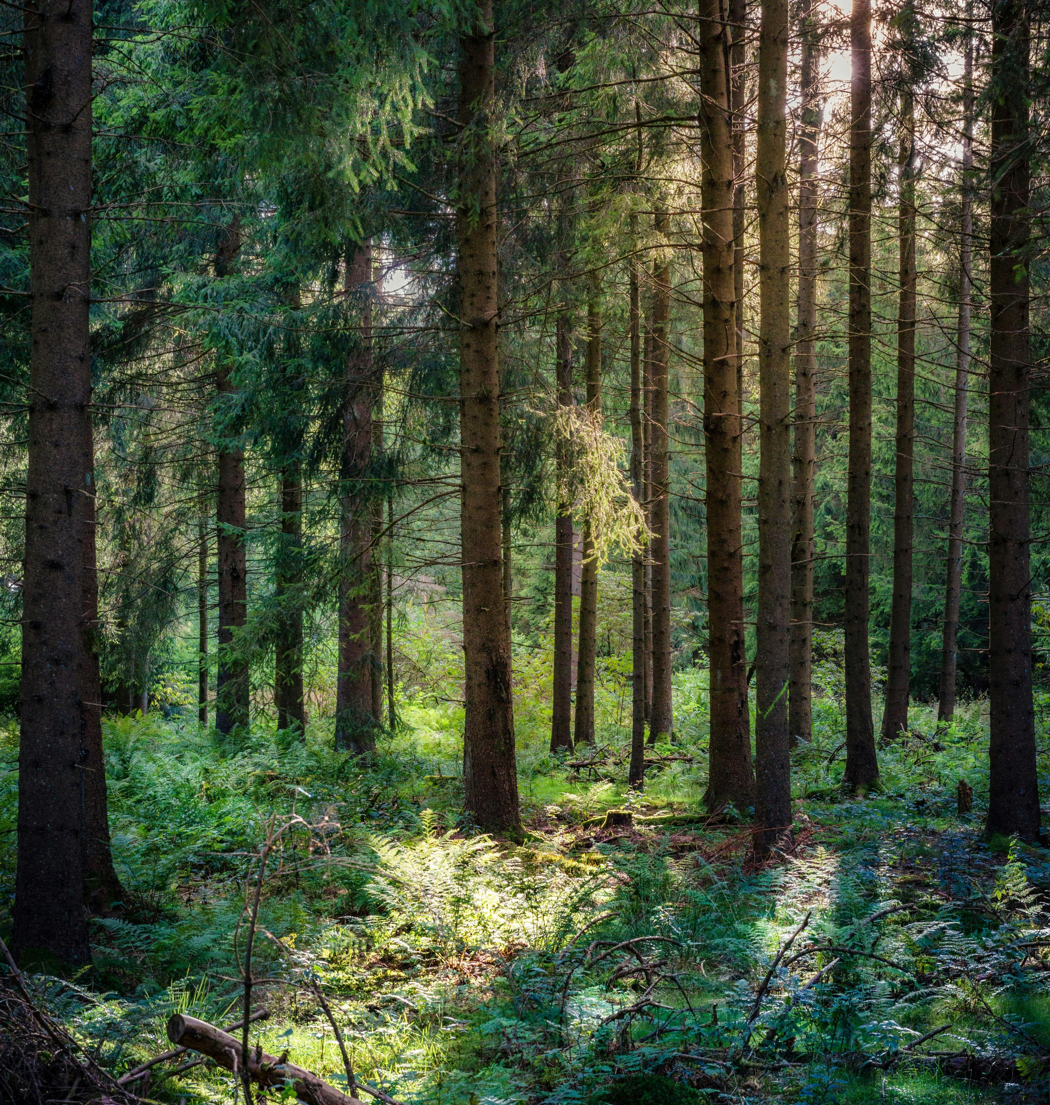 Relaxing Forest Ambience: 8-Hour Tranquil Woodland Soundscape for Relaxation, Studying & Sleep