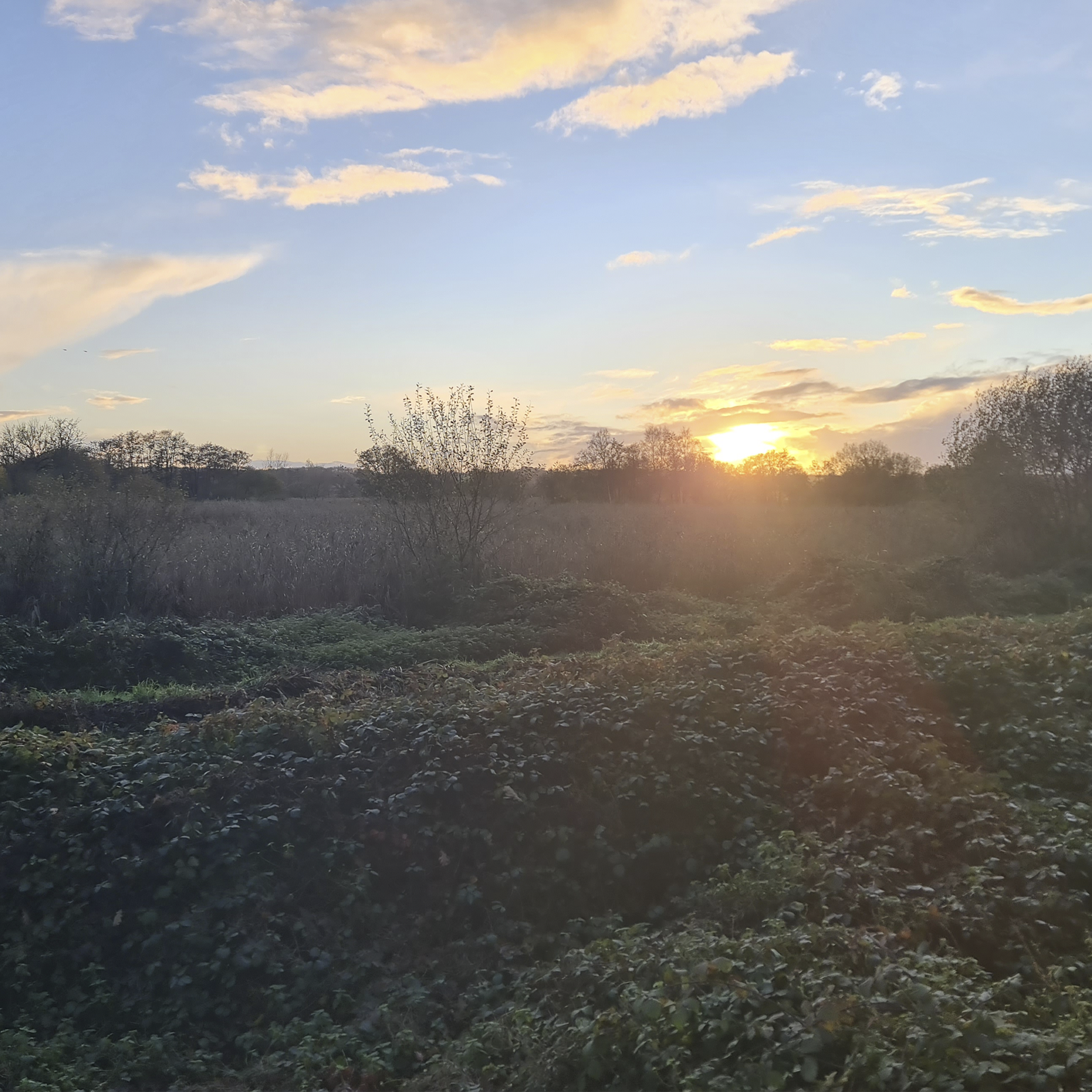 Sound Escape 253. Hear the voices of a million starlings going to roost