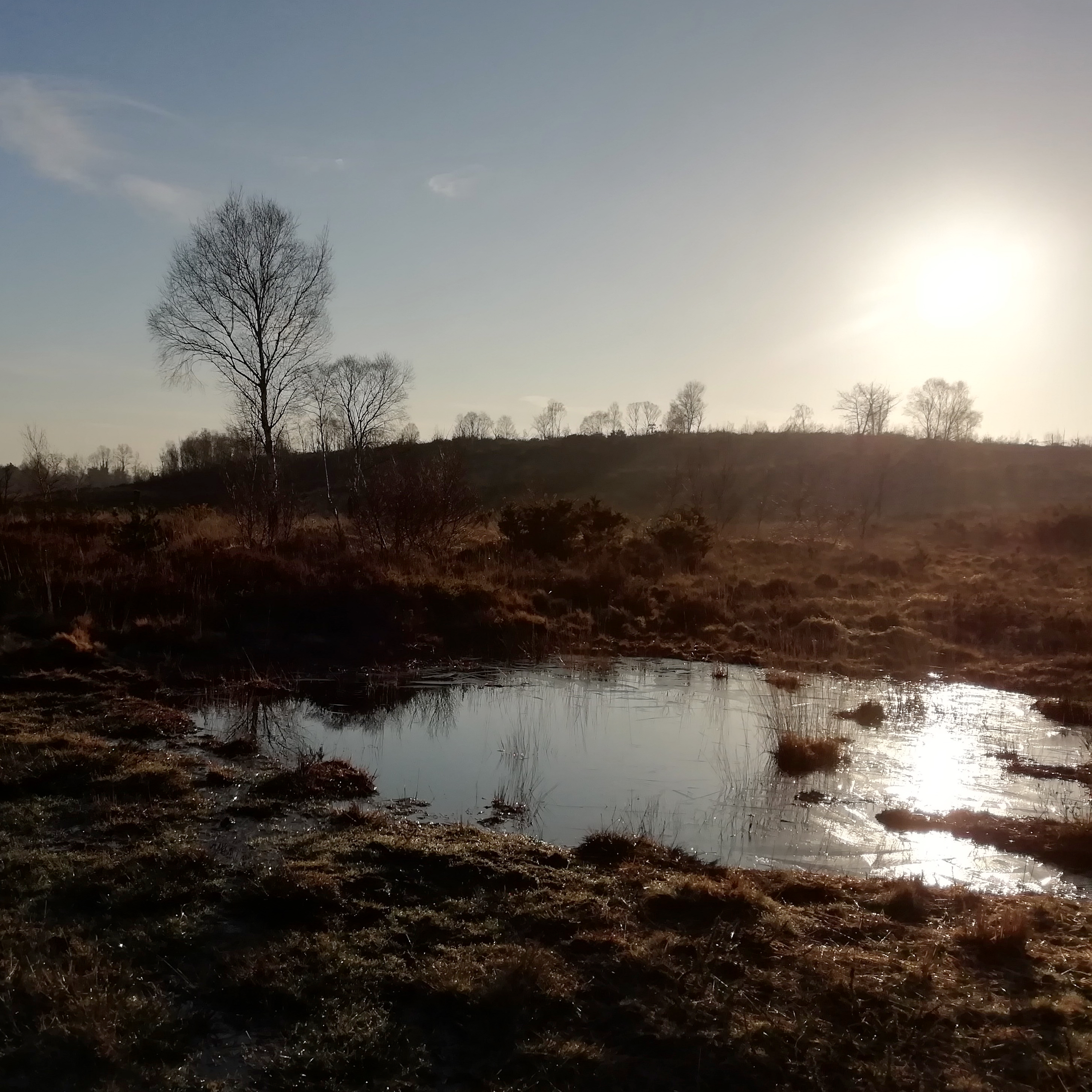49. Celebrate spring and the wonderful song of the woodlark on Chobham Common in Surrey