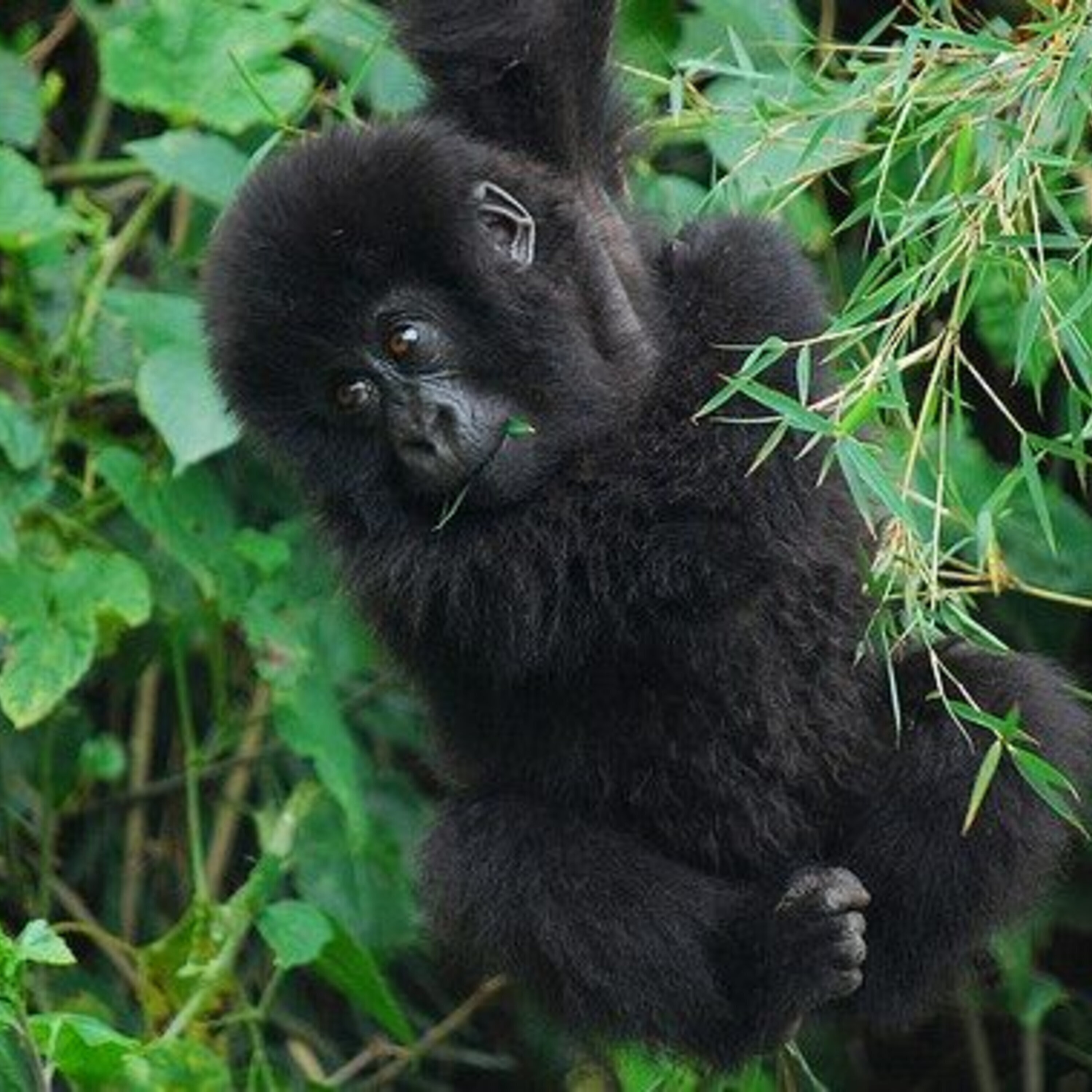 Mountain gorilla genomes and a news roundup