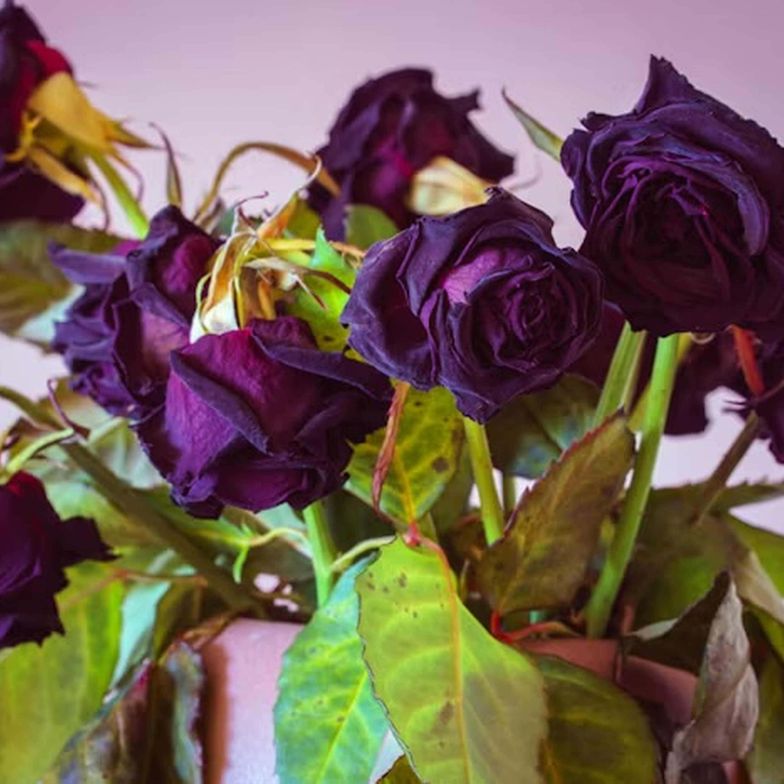Ep. 456: Don’t Water Dead Roses