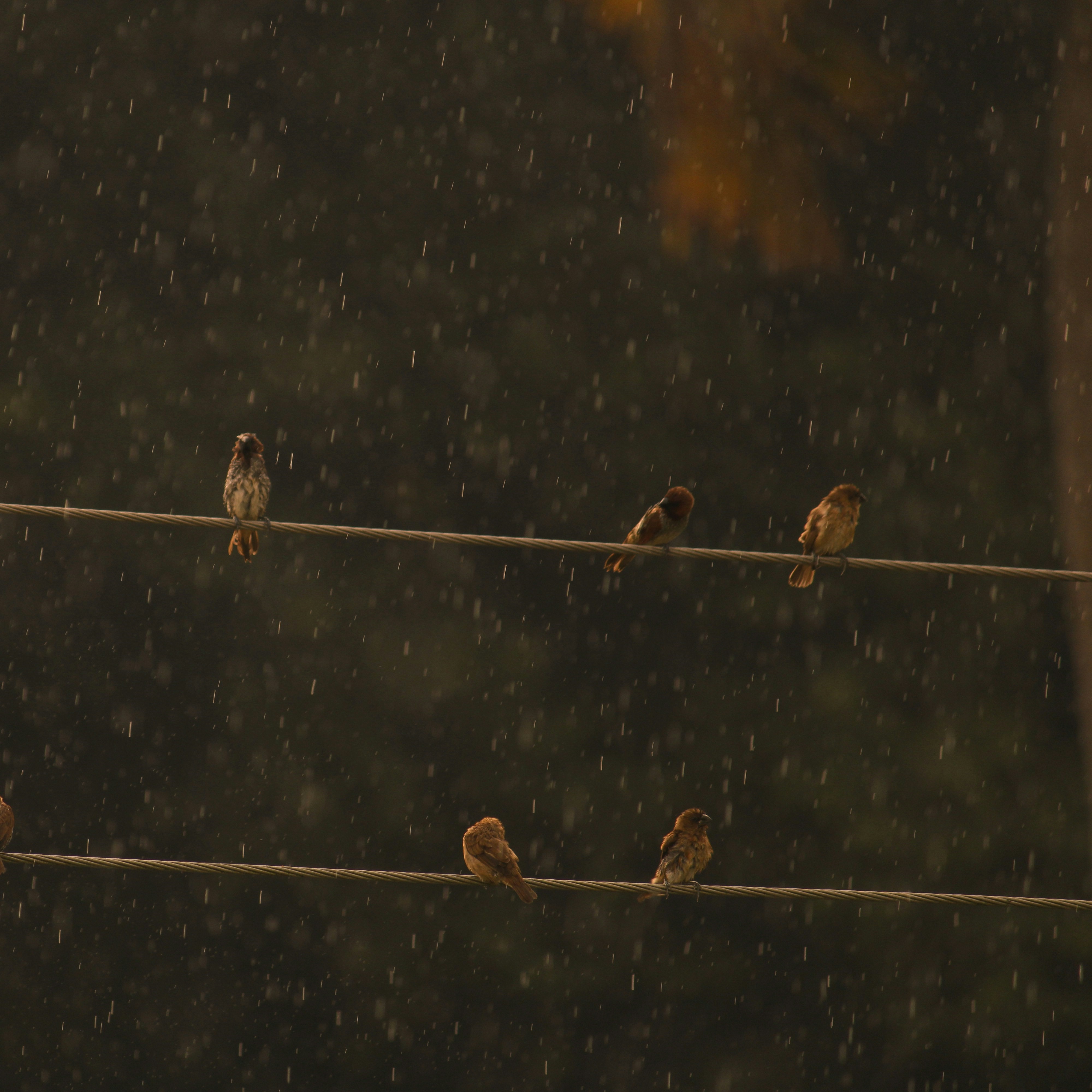 Evening Birds Singing & Light Rain 8 Hours | Bird Sounds & Rain for Sleep, Relaxation & Studying episode artwork