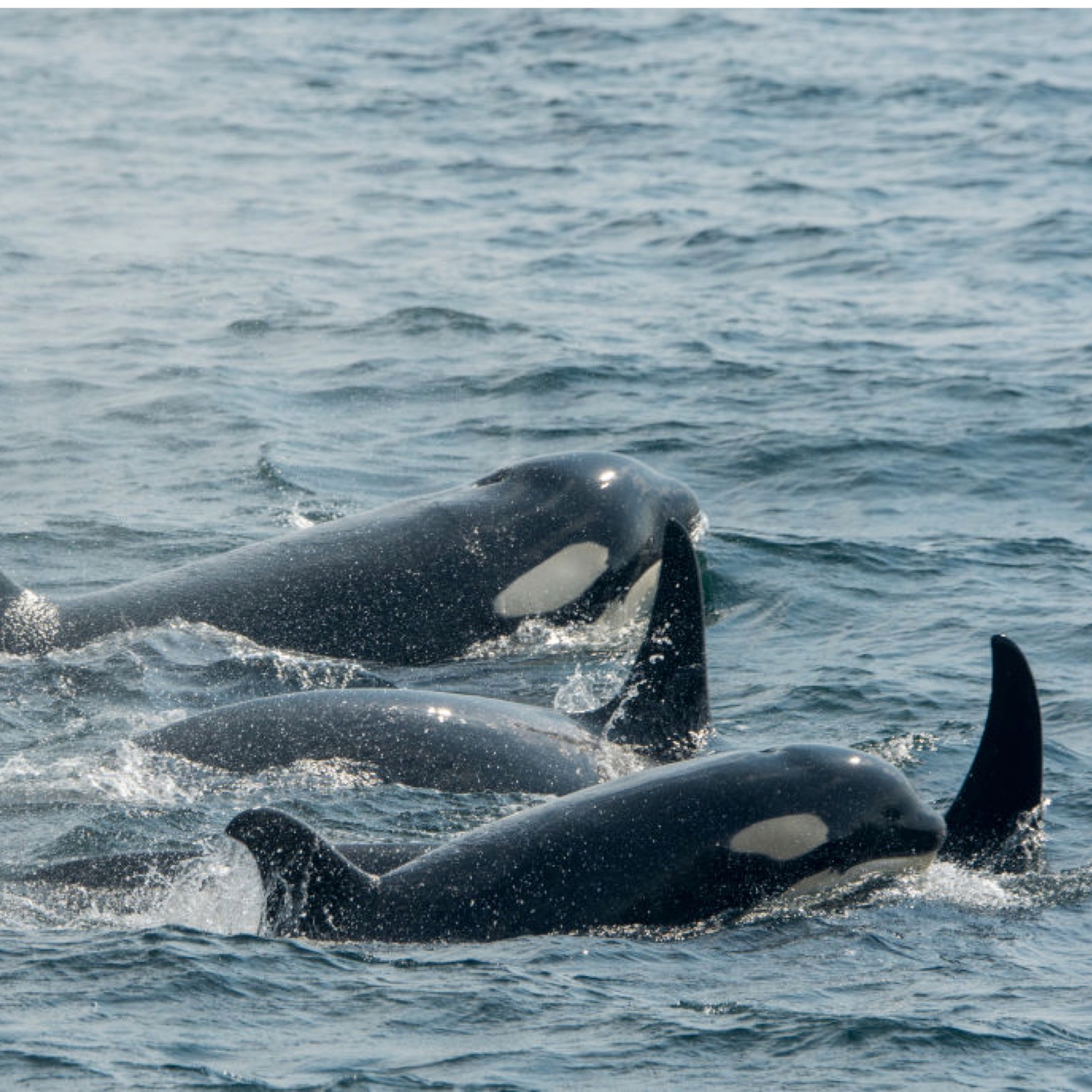 42. On the trail of killer whales in Shetland