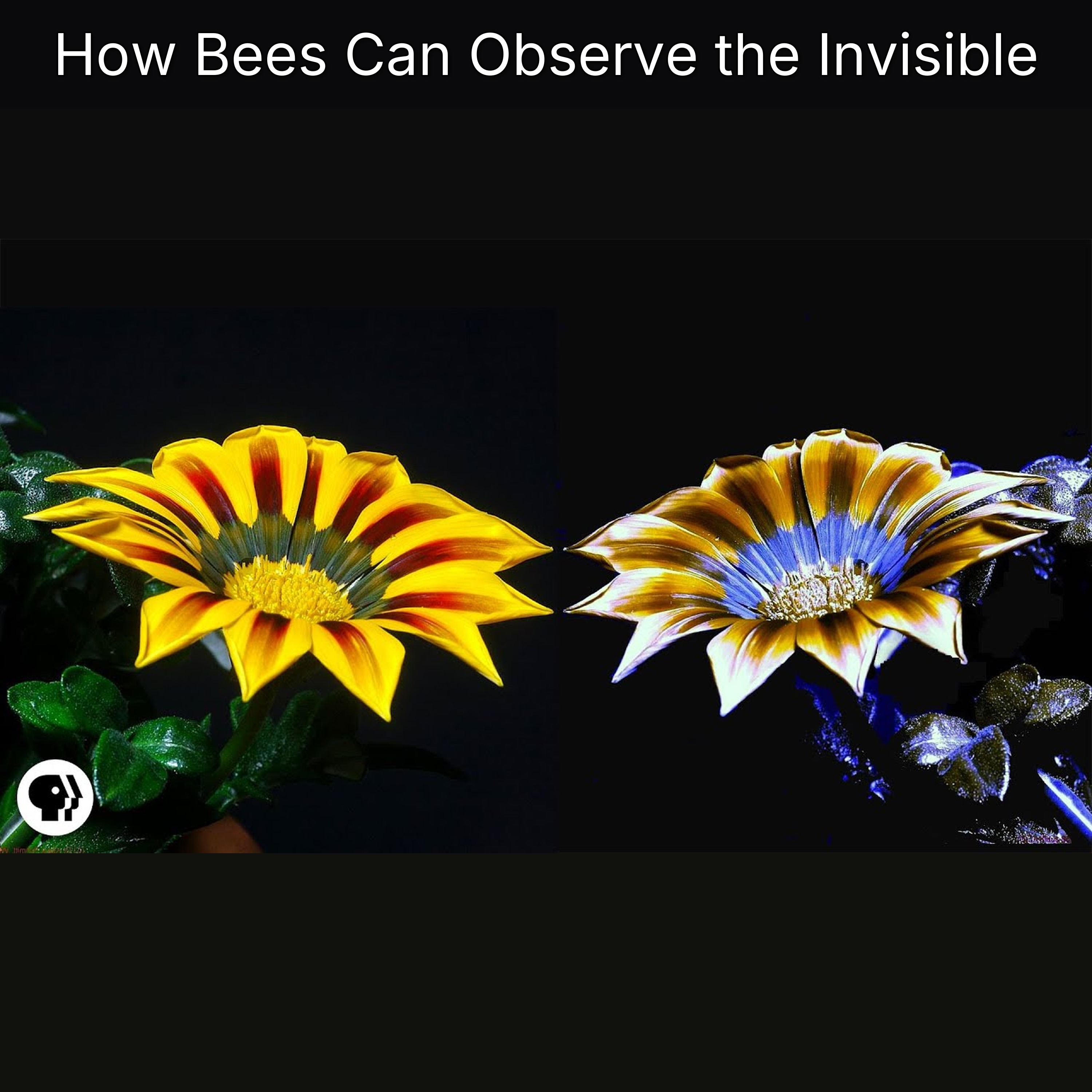 How Bees Can Observe the Invisible episode artwork