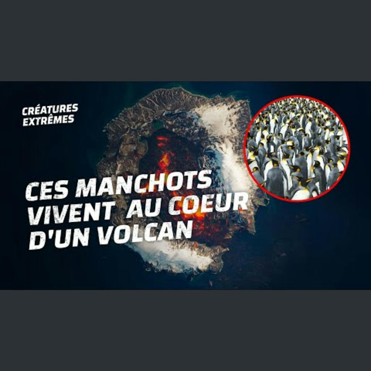 Ces manchots vivent sur un volcan actif ! Ces manchots vivent sur un volcan actif !